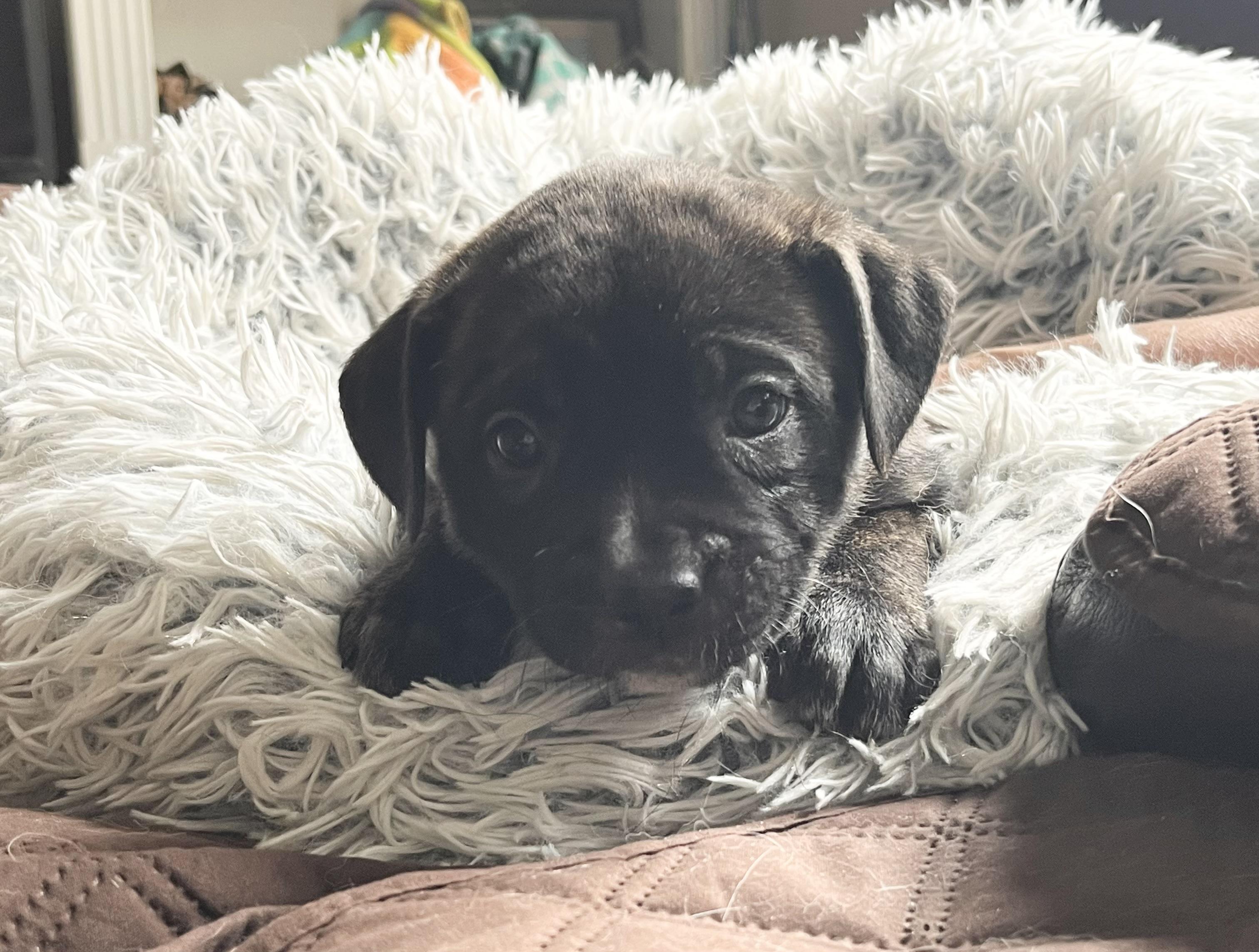 Enlarge Lucy van Pelt, a Adoptable mixed breed in Annapolis, MD image 4/6