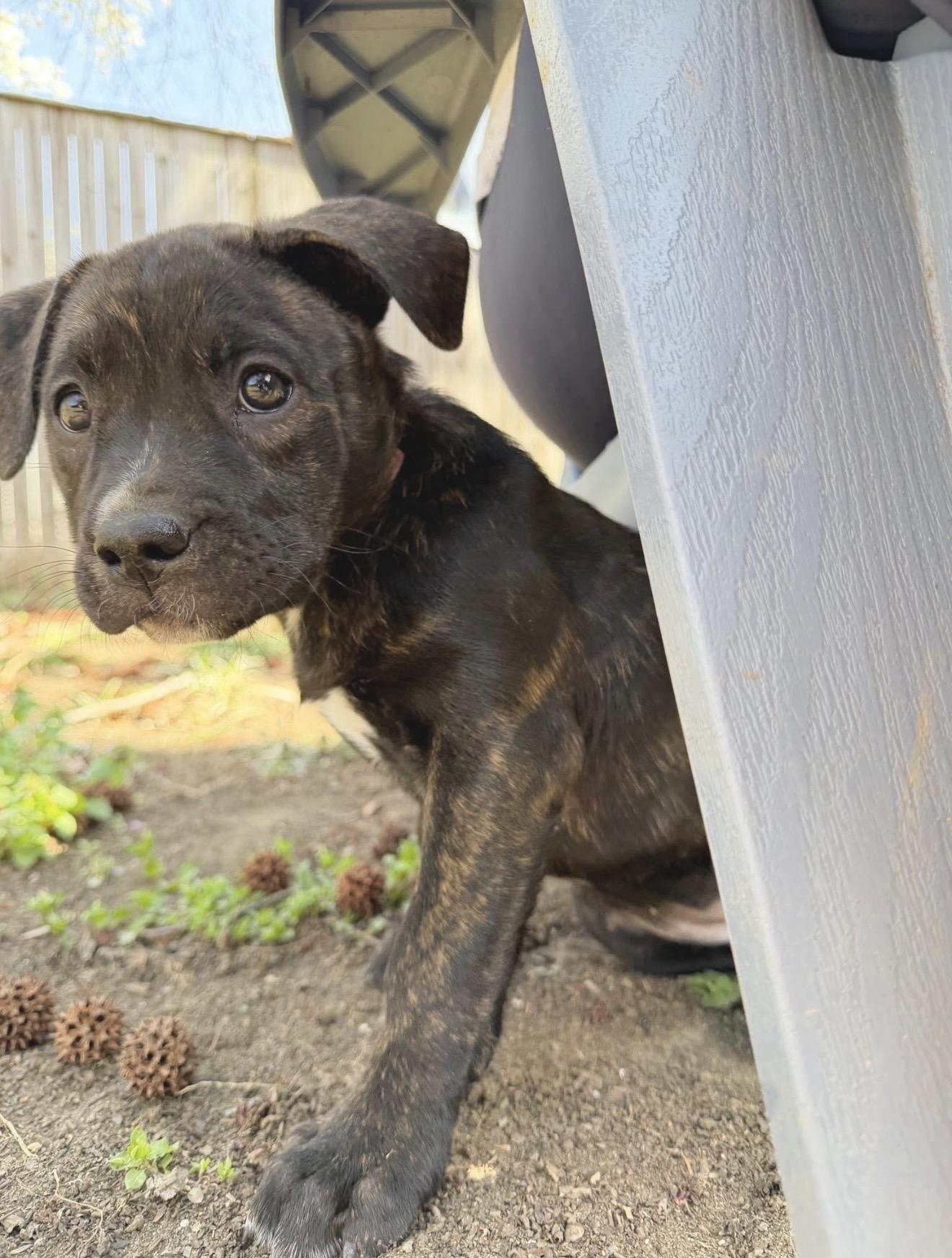 Enlarge Lucy van Pelt, a Adoptable mixed breed in Annapolis, MD image 3/6