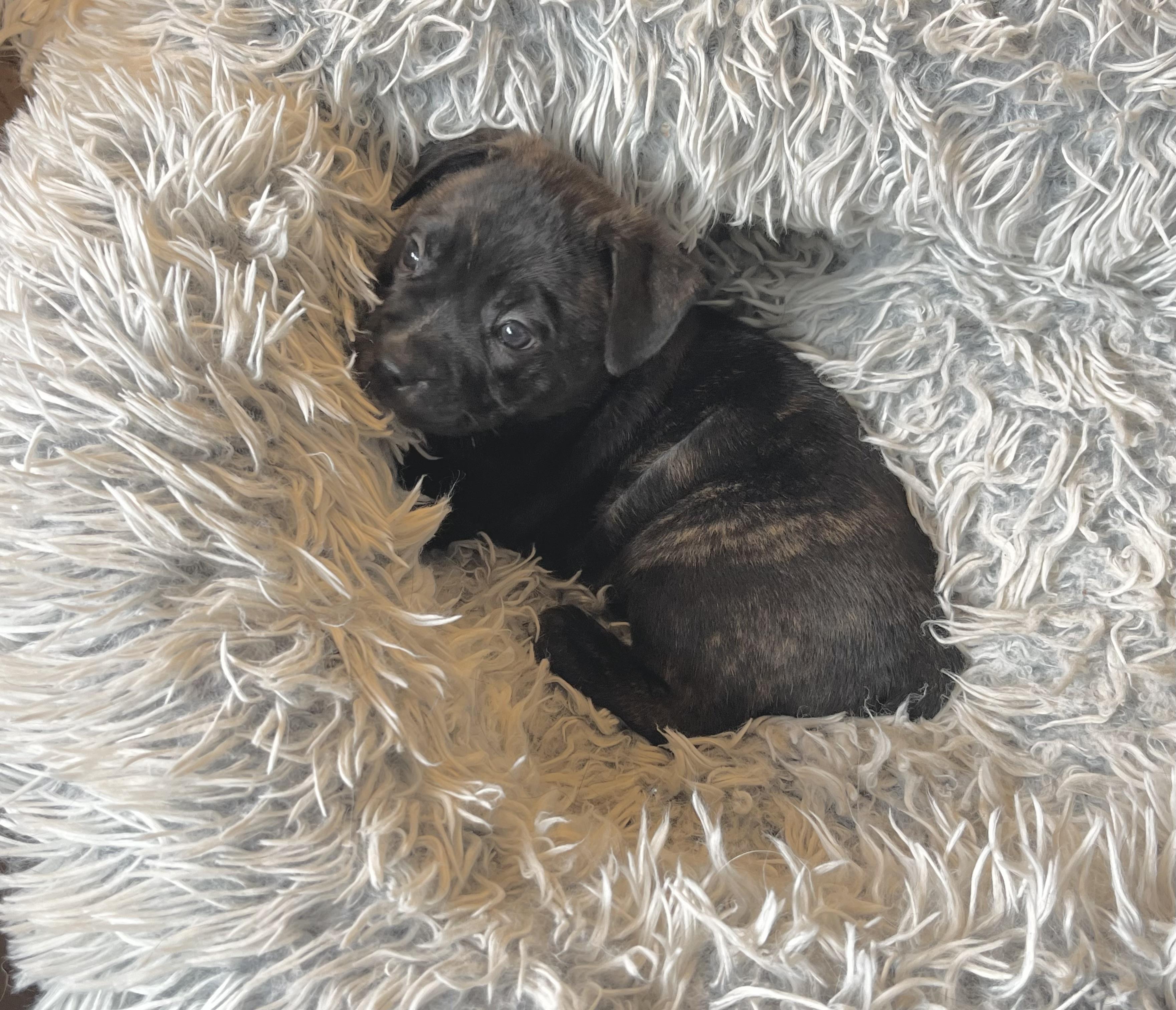 Enlarge Lucy van Pelt, a Adoptable mixed breed in Annapolis, MD image 5/6