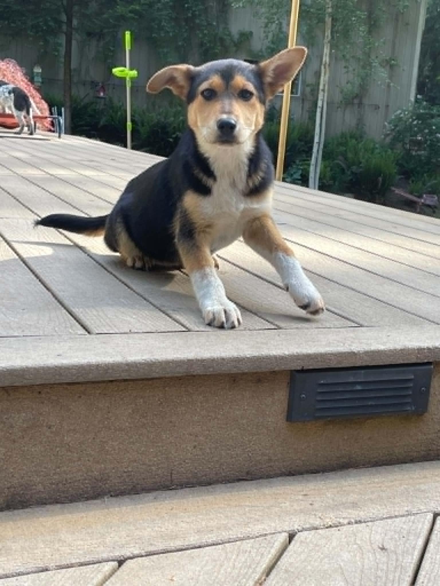 Rosy, ADOPTABLE, Young Female Shepherd & Cattle Dog.