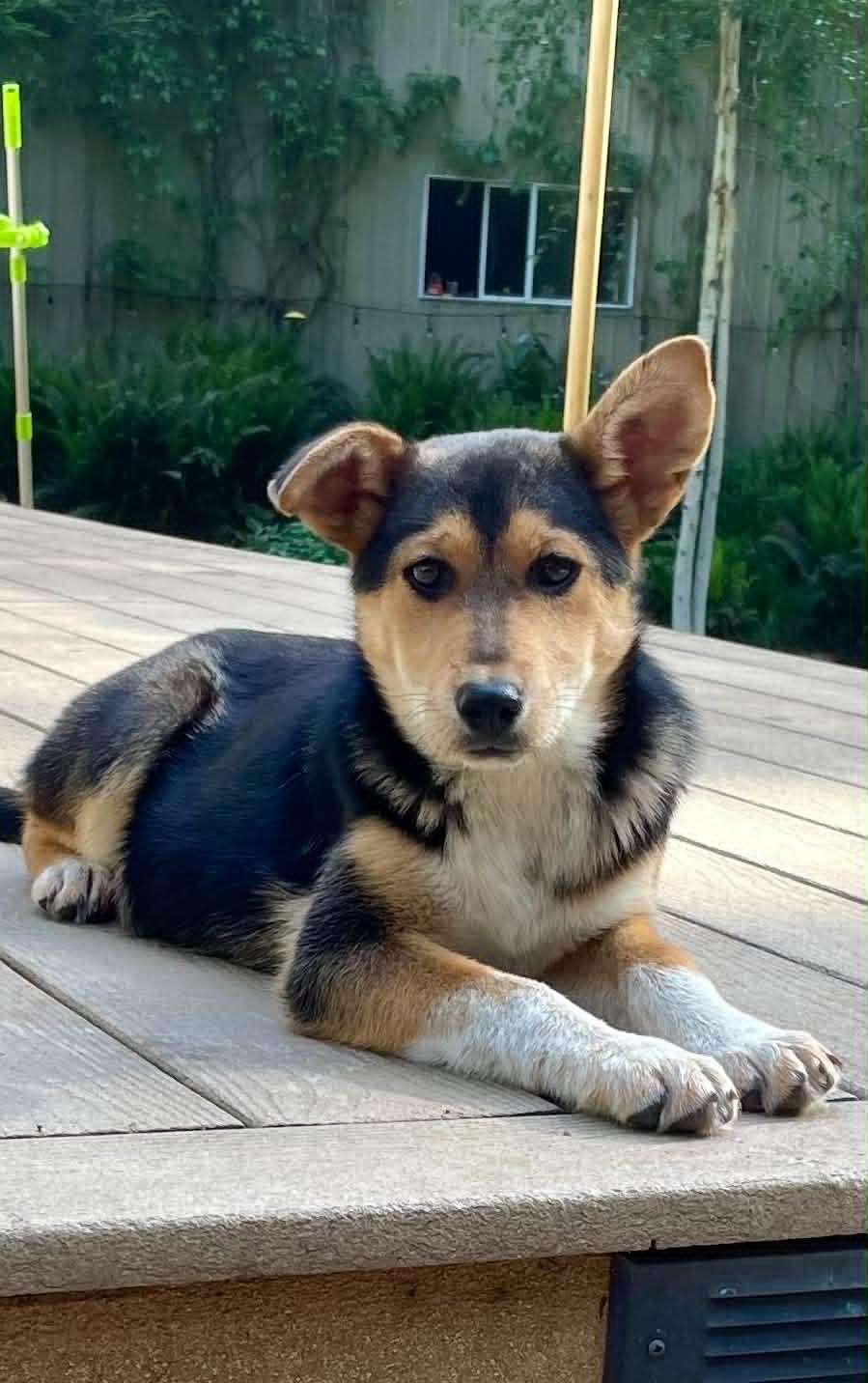 Enlarge Rosy, a ADOPTABLE mixed breed in CLINTON, WA image 2/2