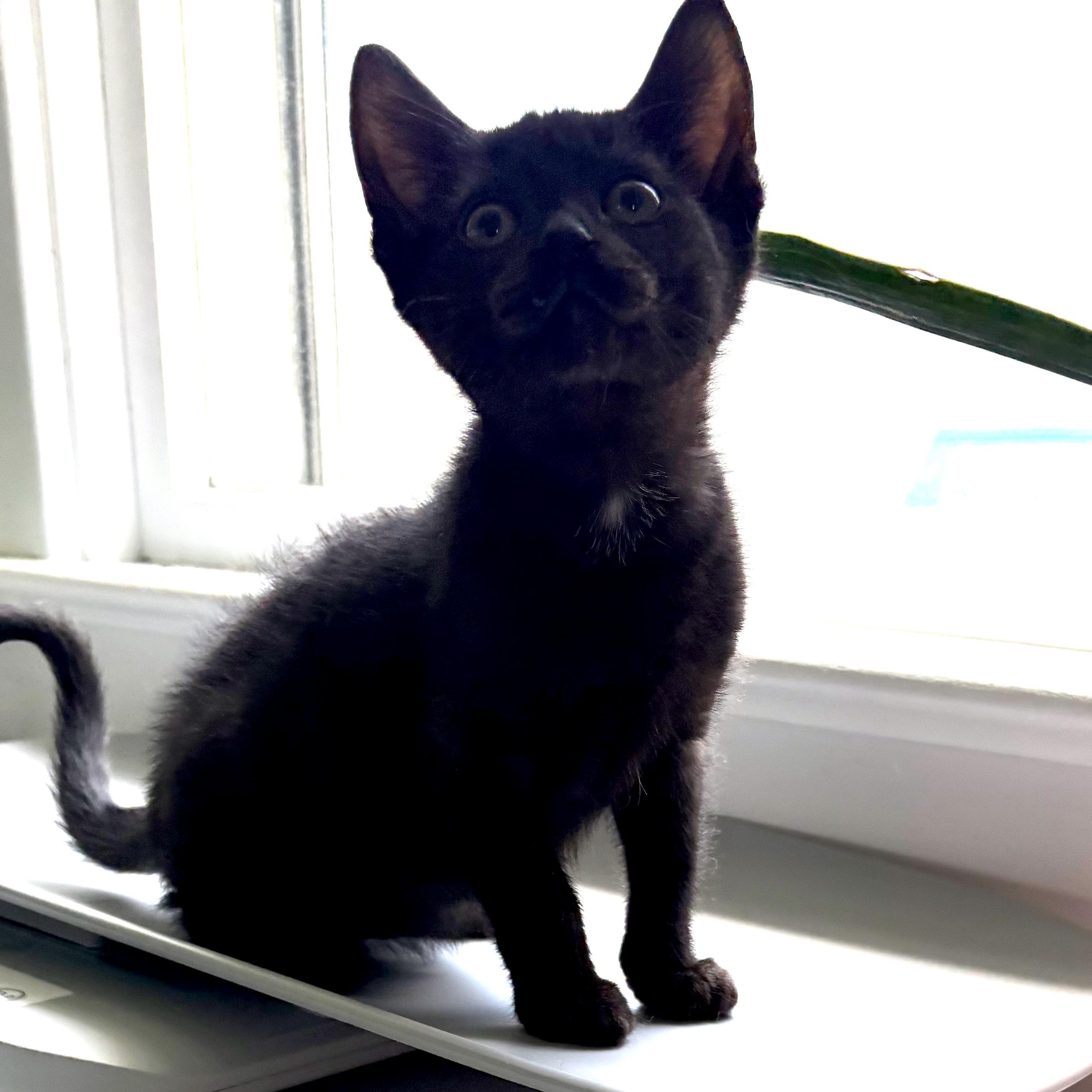 Donnie, a Adoptable Domestic Short Hair in East Amherst, NY image 2/6