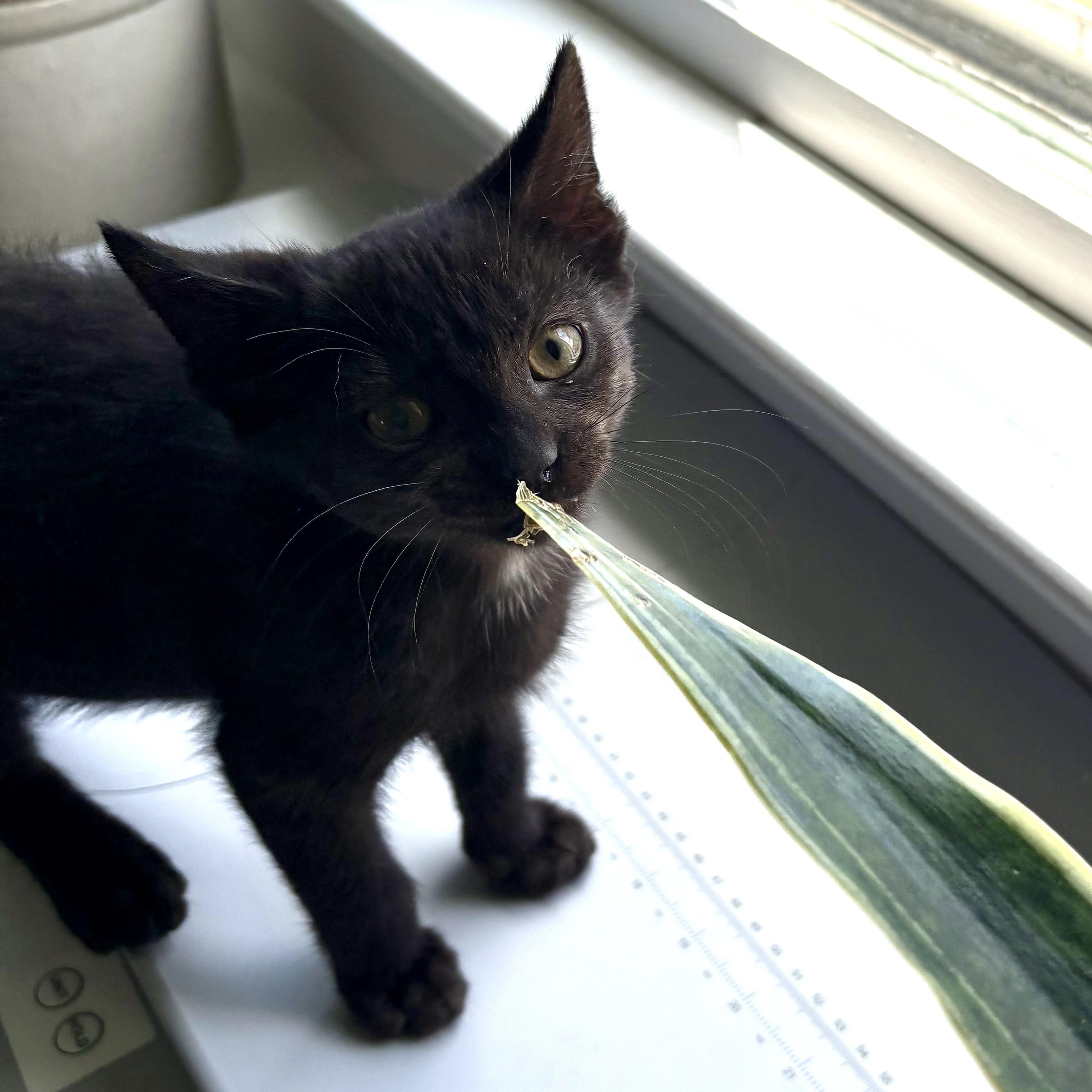 Donnie, a Adoptable Domestic Short Hair in East Amherst, NY image 6/6