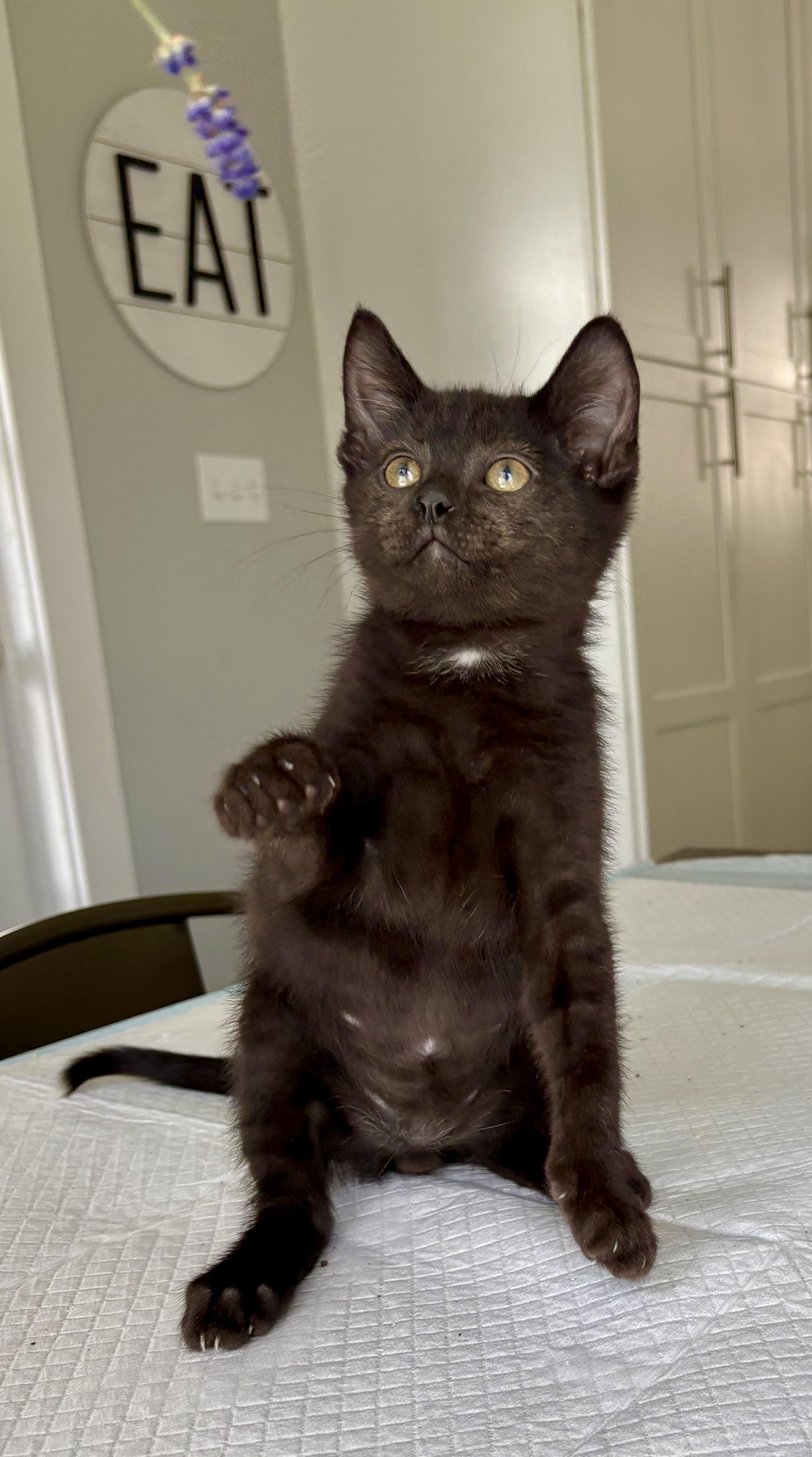 Donnie, a Adoptable Domestic Short Hair in East Amherst, NY image 5/6