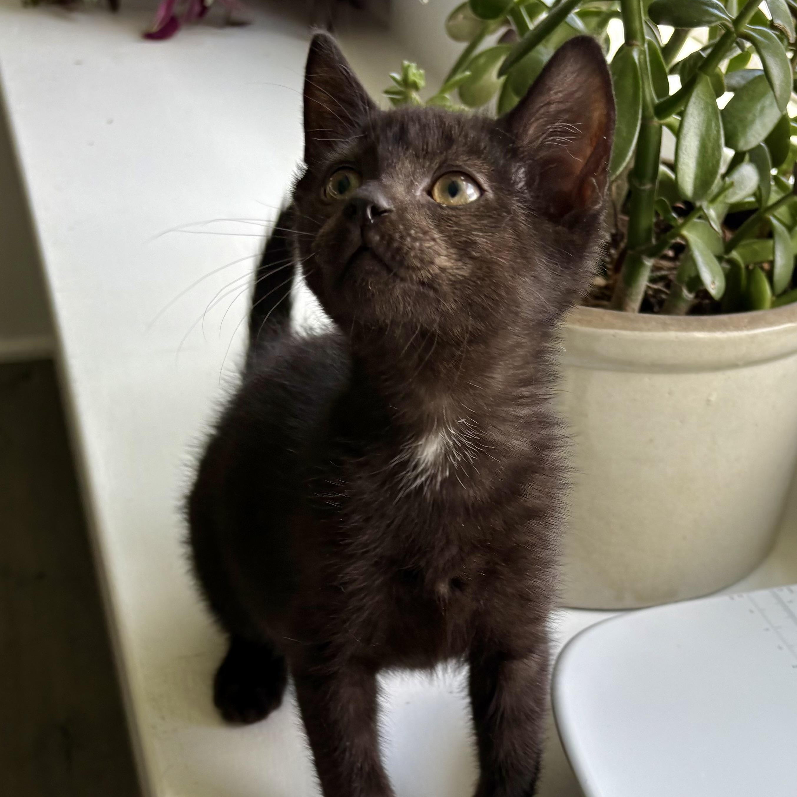 Donnie, a Adoptable Domestic Short Hair in East Amherst, NY image 1/6