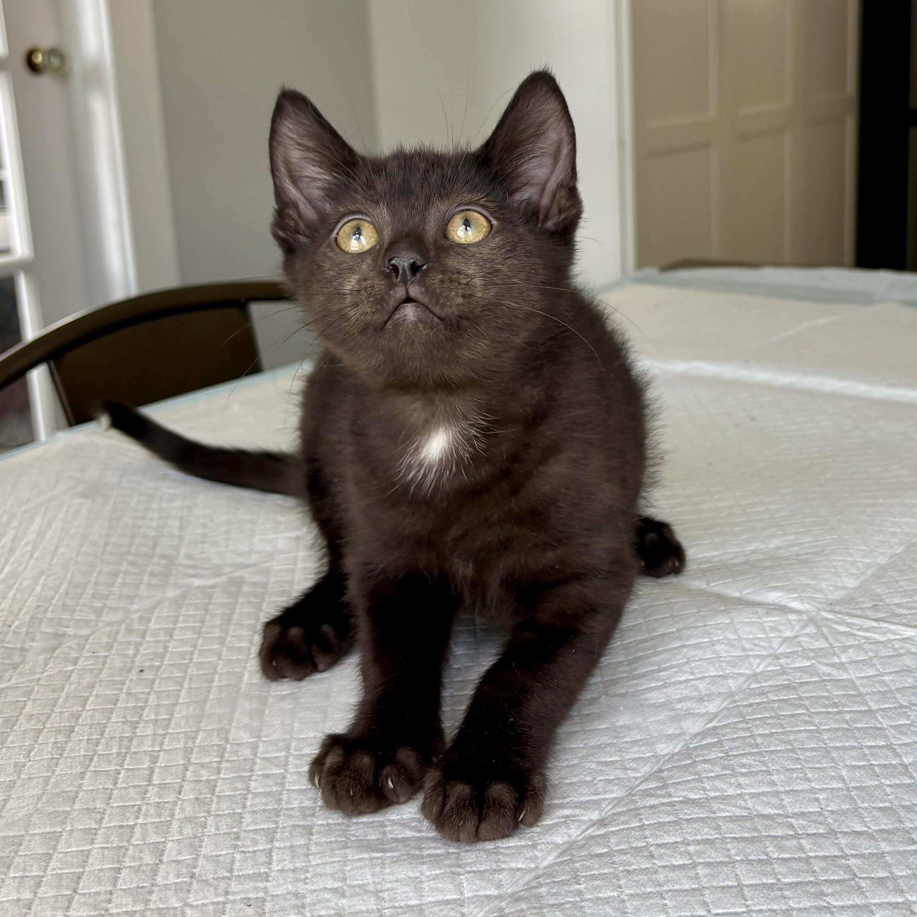 Donnie, a Adoptable Domestic Short Hair in East Amherst, NY image 4/6