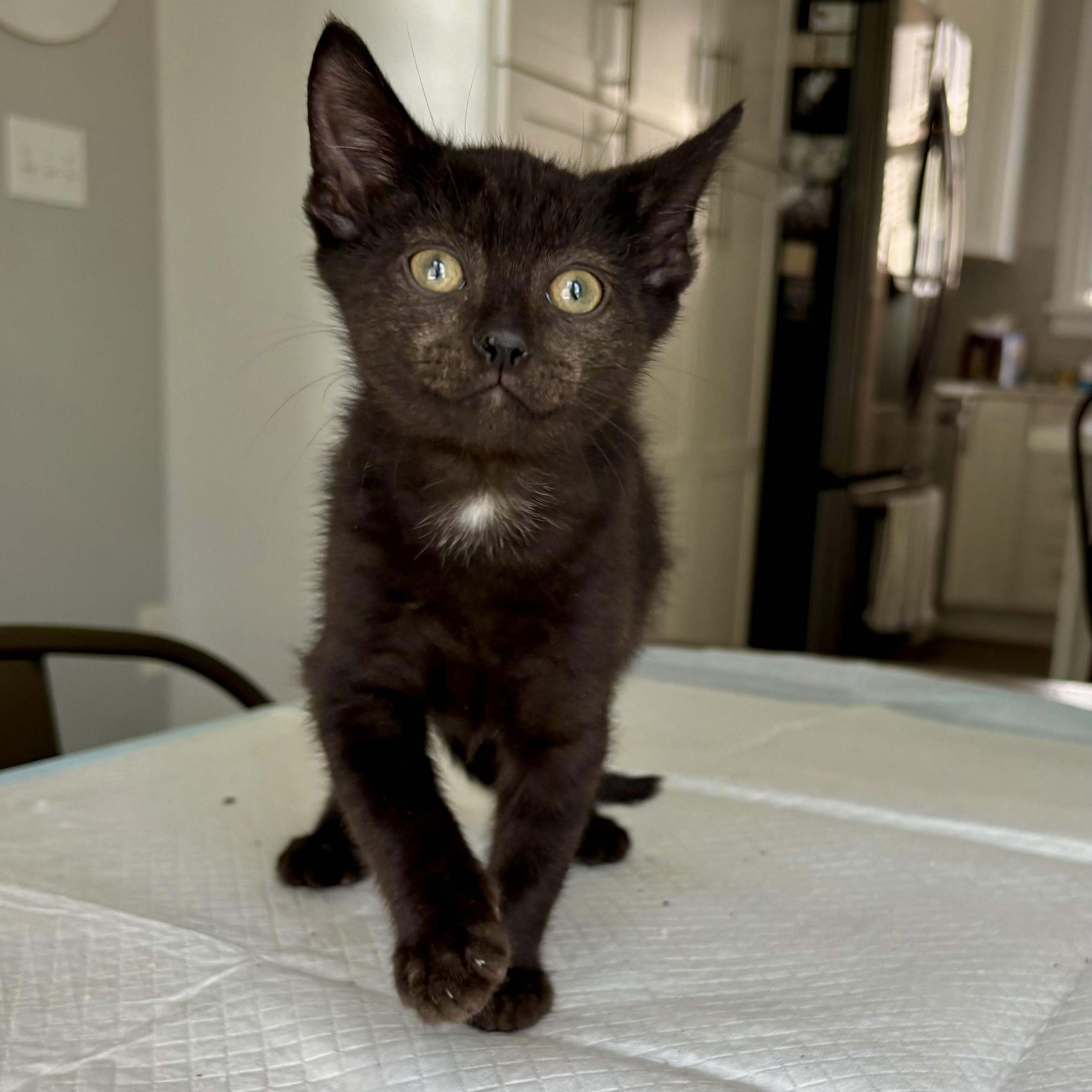 Donnie, a Adoptable Domestic Short Hair in East Amherst, NY image 3/6