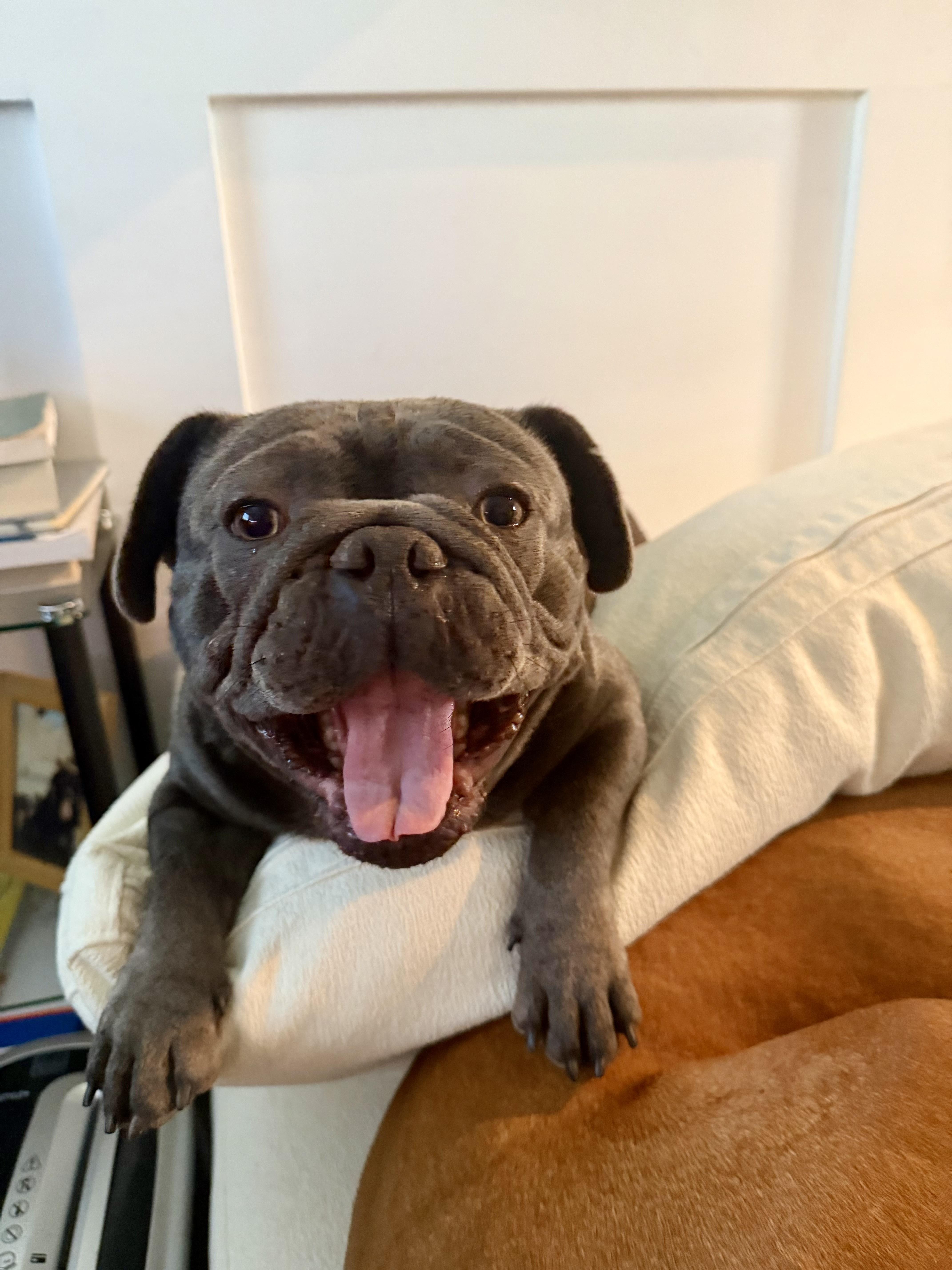 Cousin, ADOPTABLE, Young Male French Bulldog & Pug.