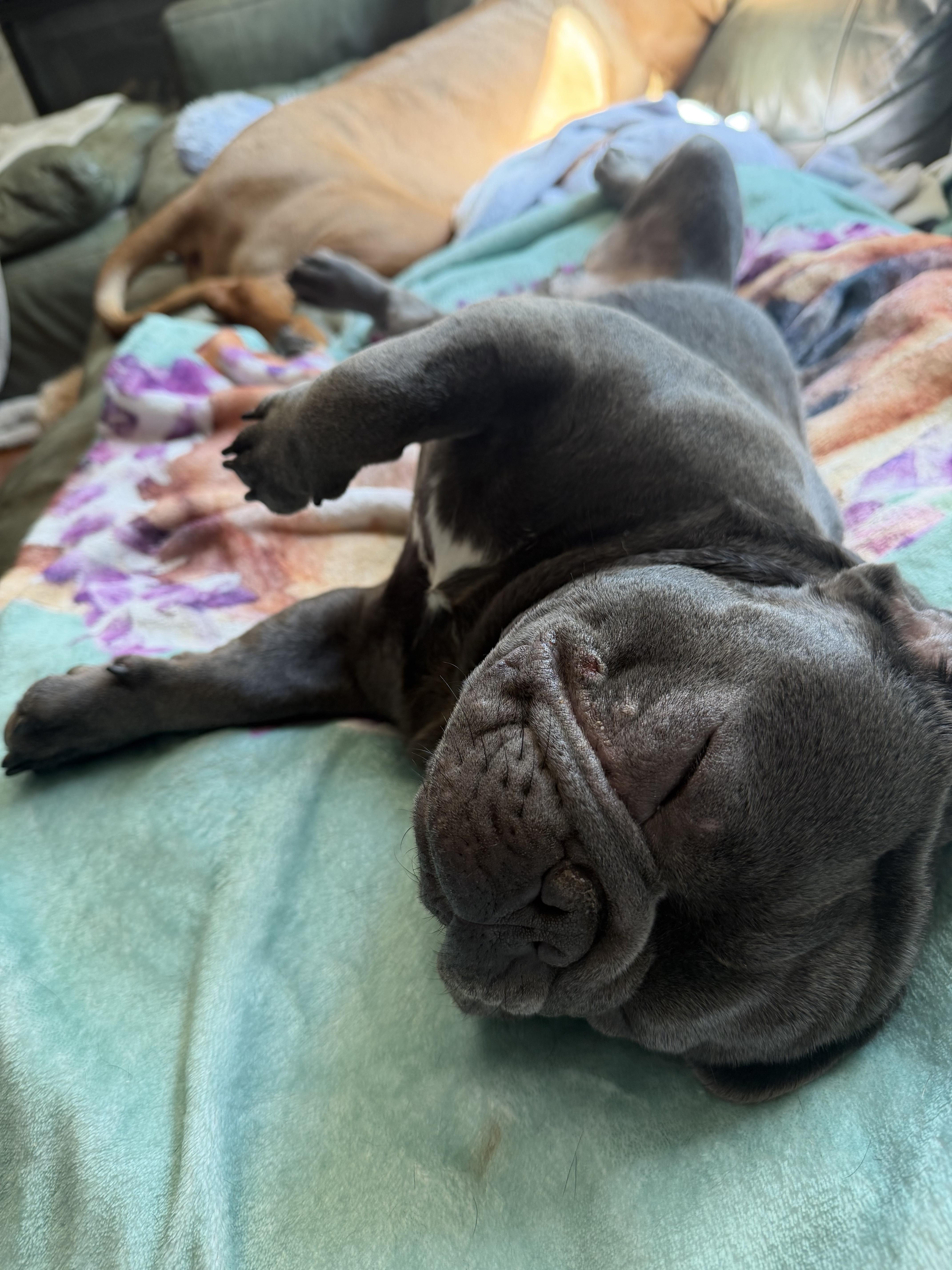 Cousin, a ADOPTABLE mixed breed in West Hollywood, CA image 5/5