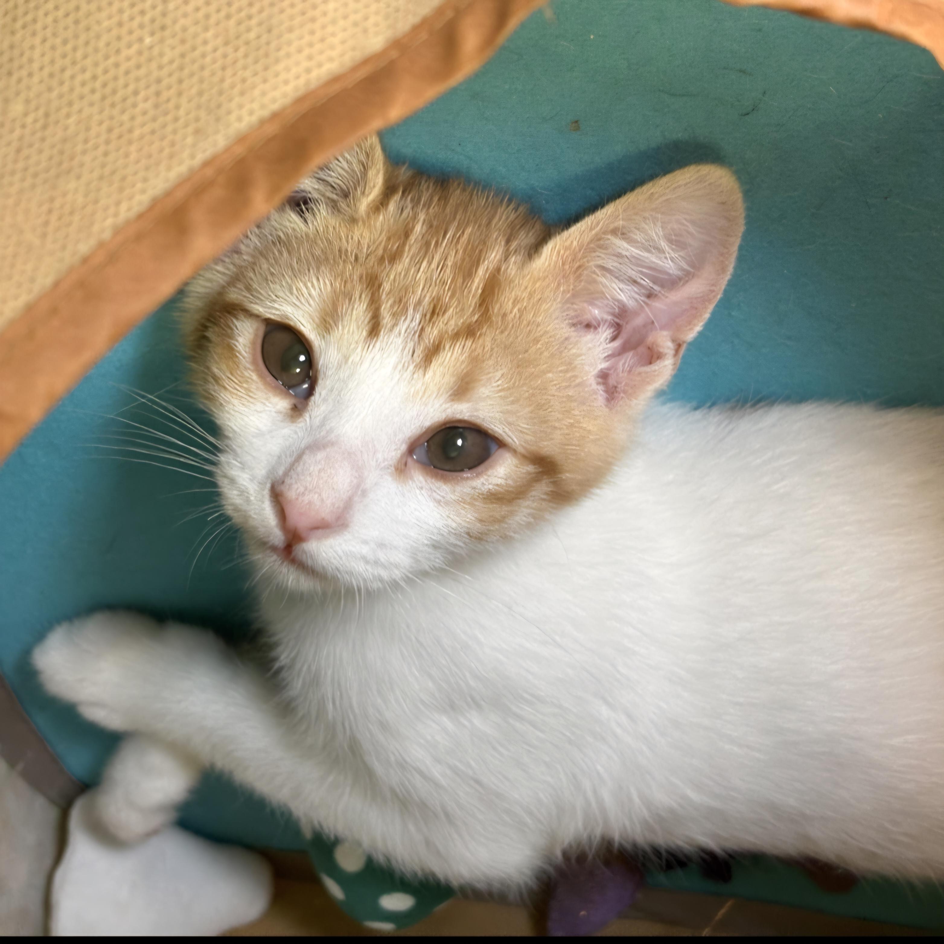 Enlarge Cody, a Adoptable mixed breed in Buena Park, CA image 5/6