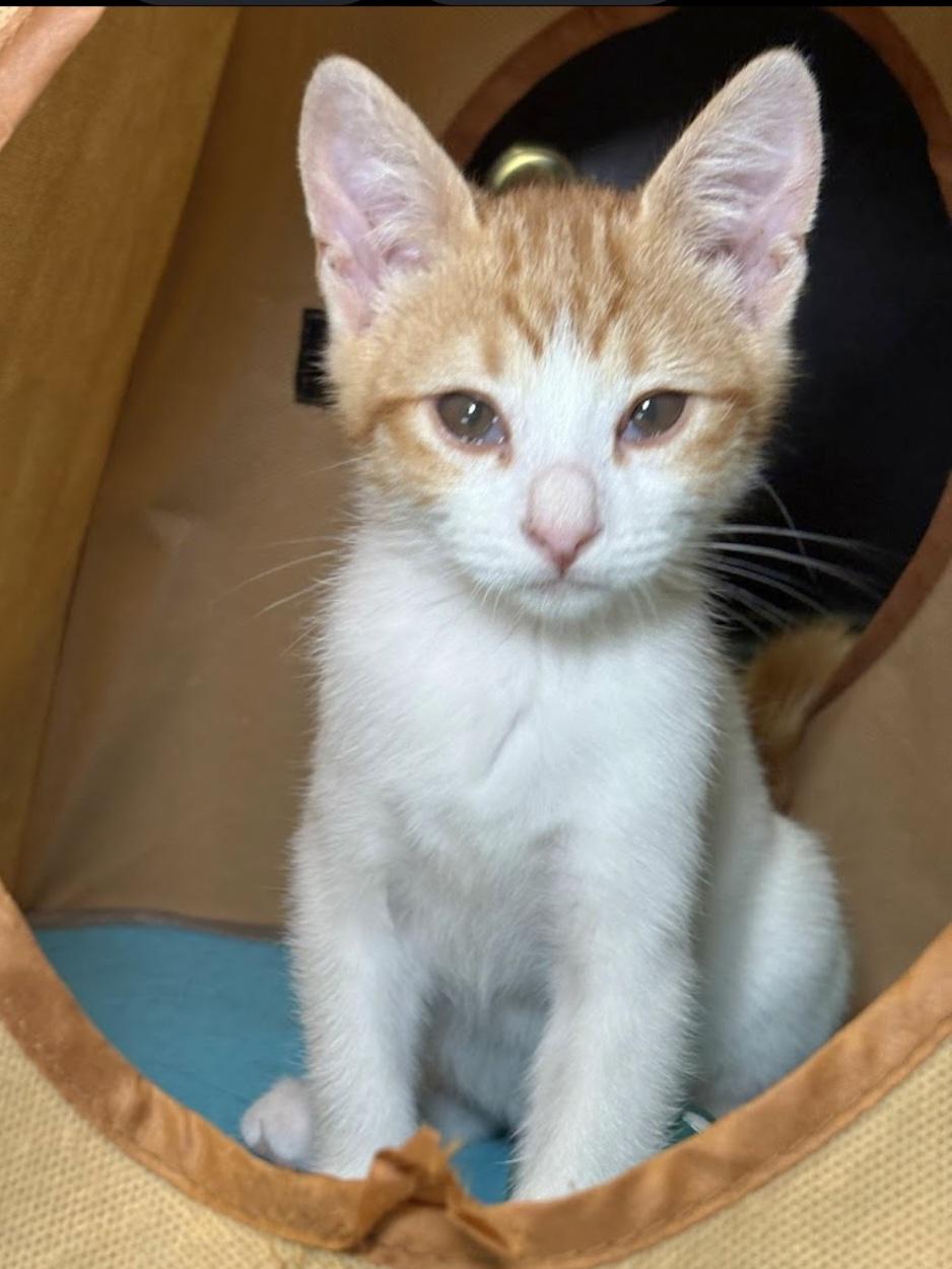 Enlarge Cody, a Adoptable mixed breed in Buena Park, CA image 4/6