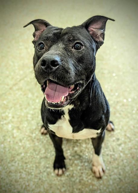 OBIE, Adoptable, Adult Male American Staffordshire Terrier.