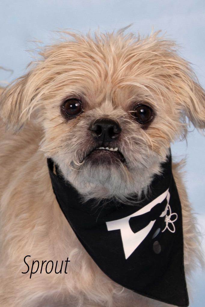 Enlarge Sprout (Milo), a Adoptable mixed breed in Gilbert, AZ image 1/2