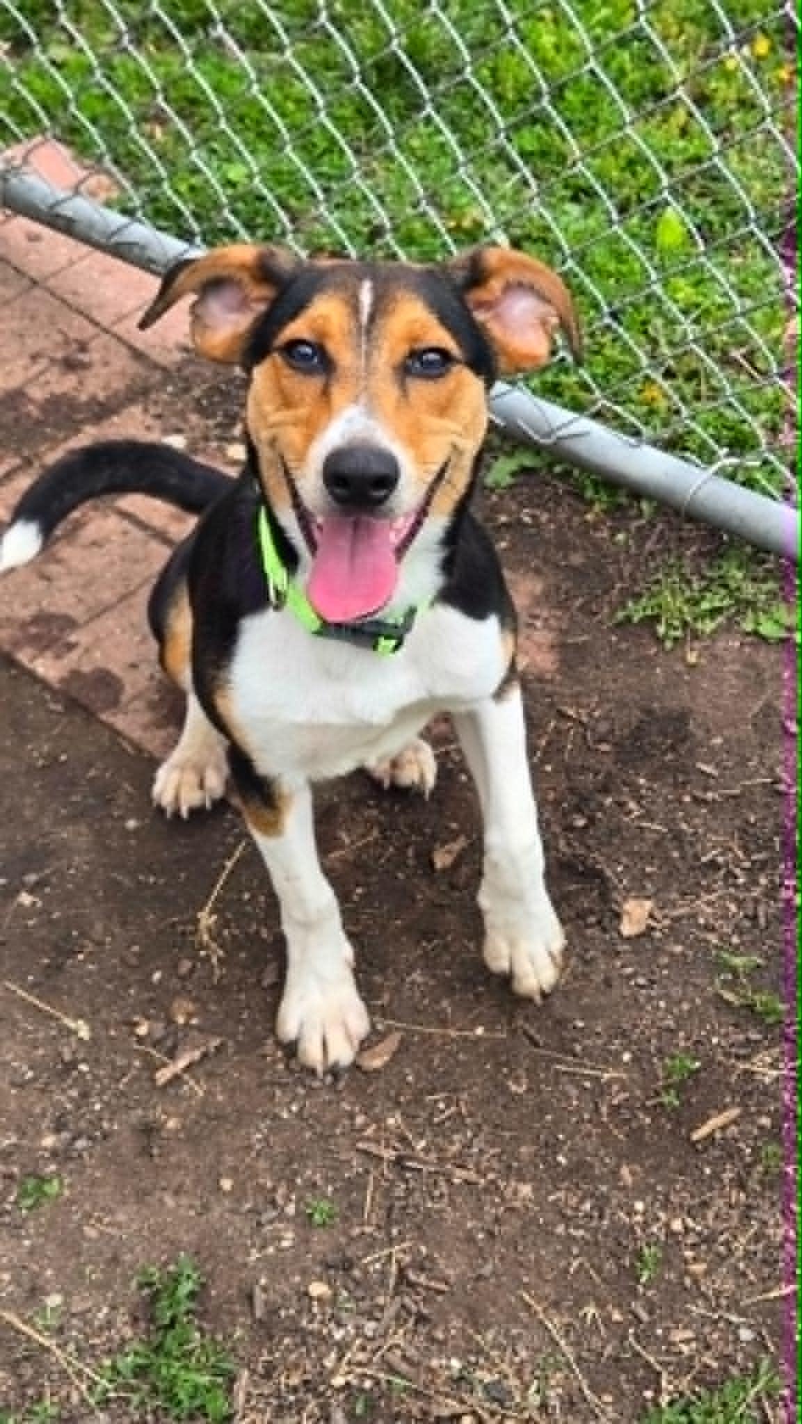 Enlarge Pongo, an adoptable mixed breed in Martinsville, IN image 2/3