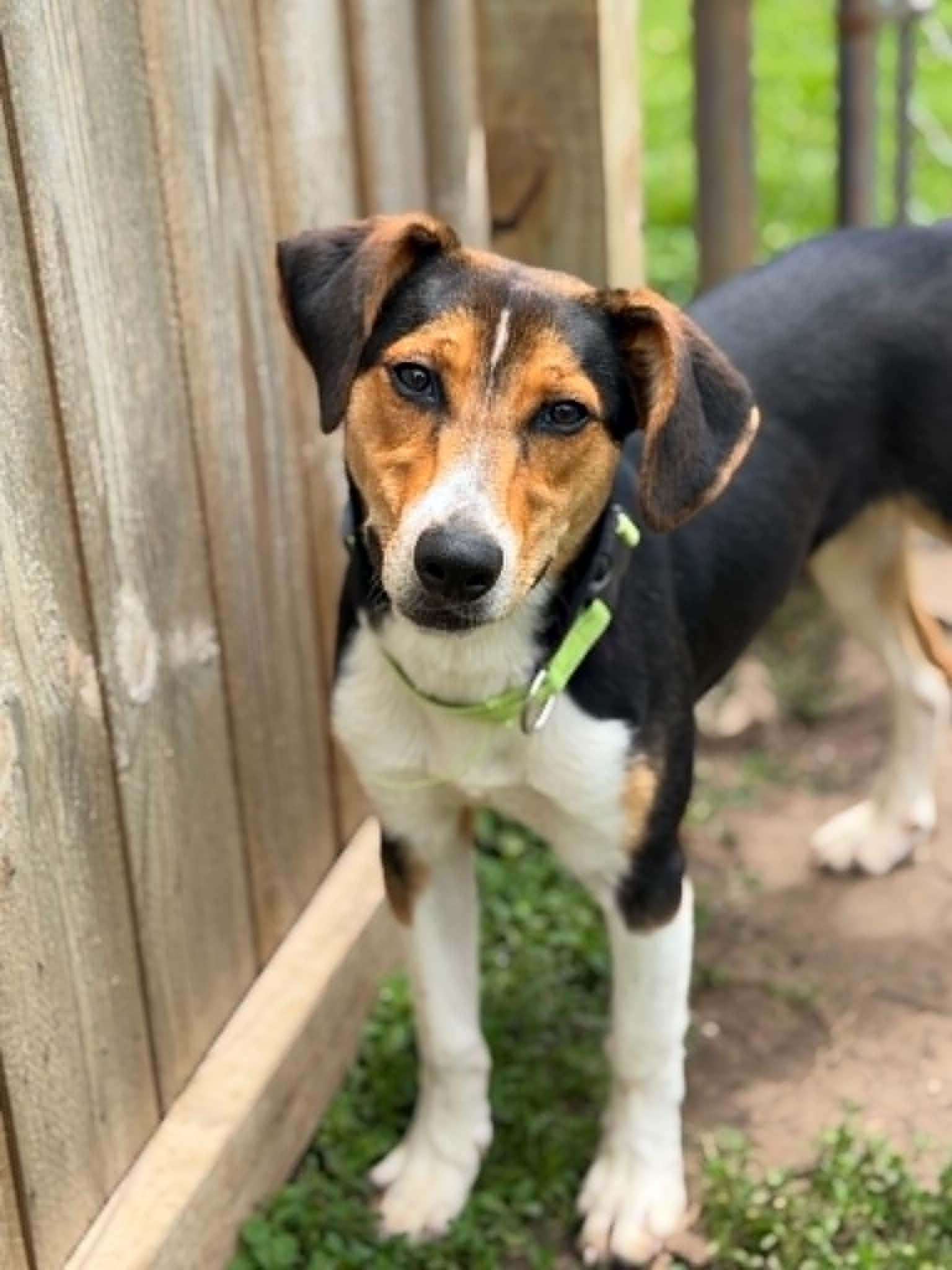 Pongo, adoptable, Puppy Male Hound & Australian Shepherd.
