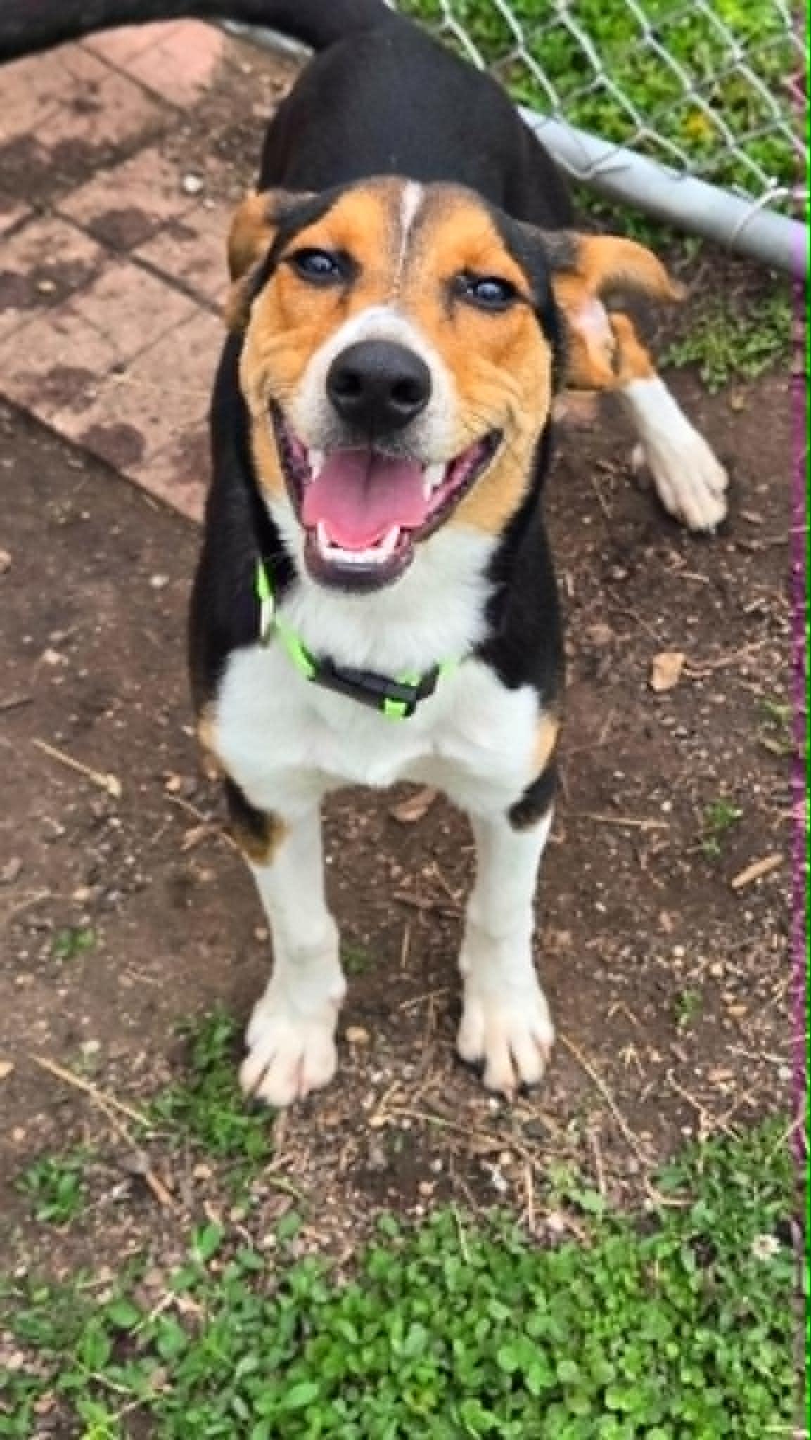Enlarge Pongo, an adoptable mixed breed in Martinsville, IN image 1/3