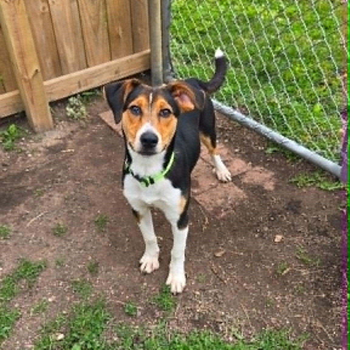 Enlarge Pongo, an adoptable mixed breed in Martinsville, IN image 3/3