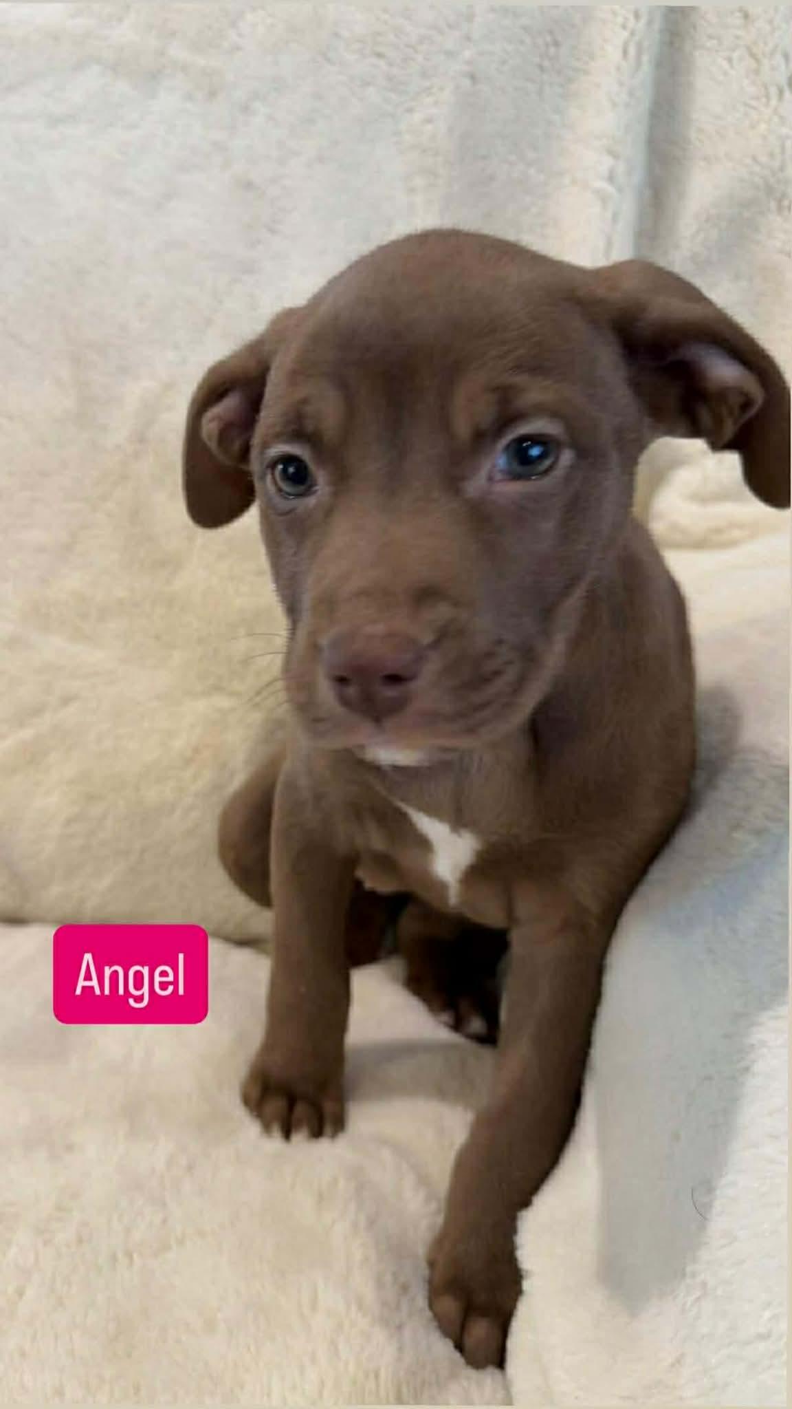 Angel, ADOPTABLE, Puppy Female Pit Bull Terrier.