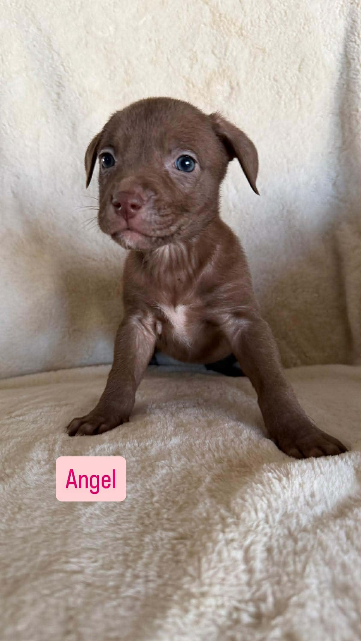 Angel, ADOPTABLE, Puppy Female Pit Bull Terrier.
