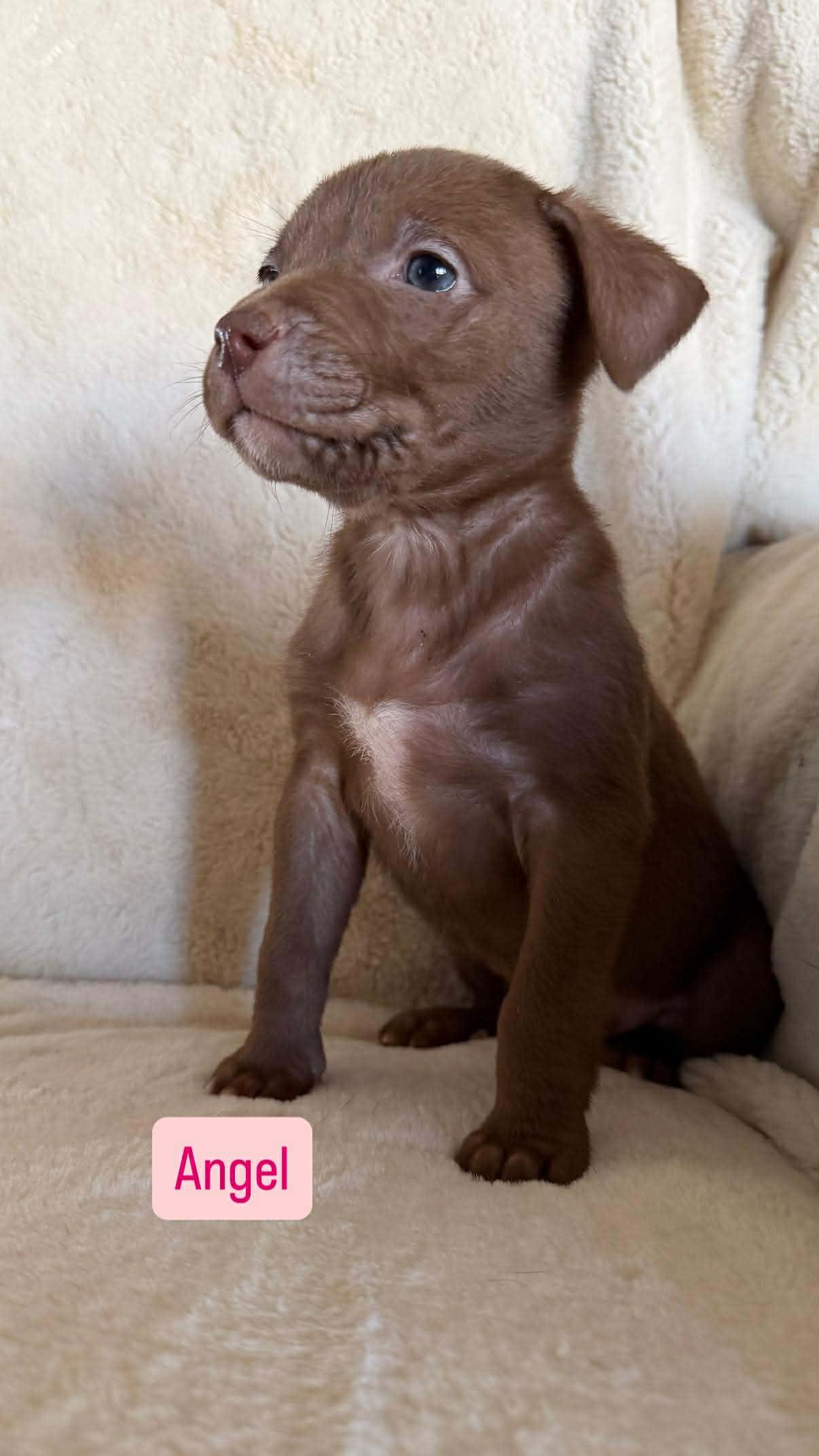 Angel, a ADOPTABLE mixed breed in Wichita Falls, TX image 2/2