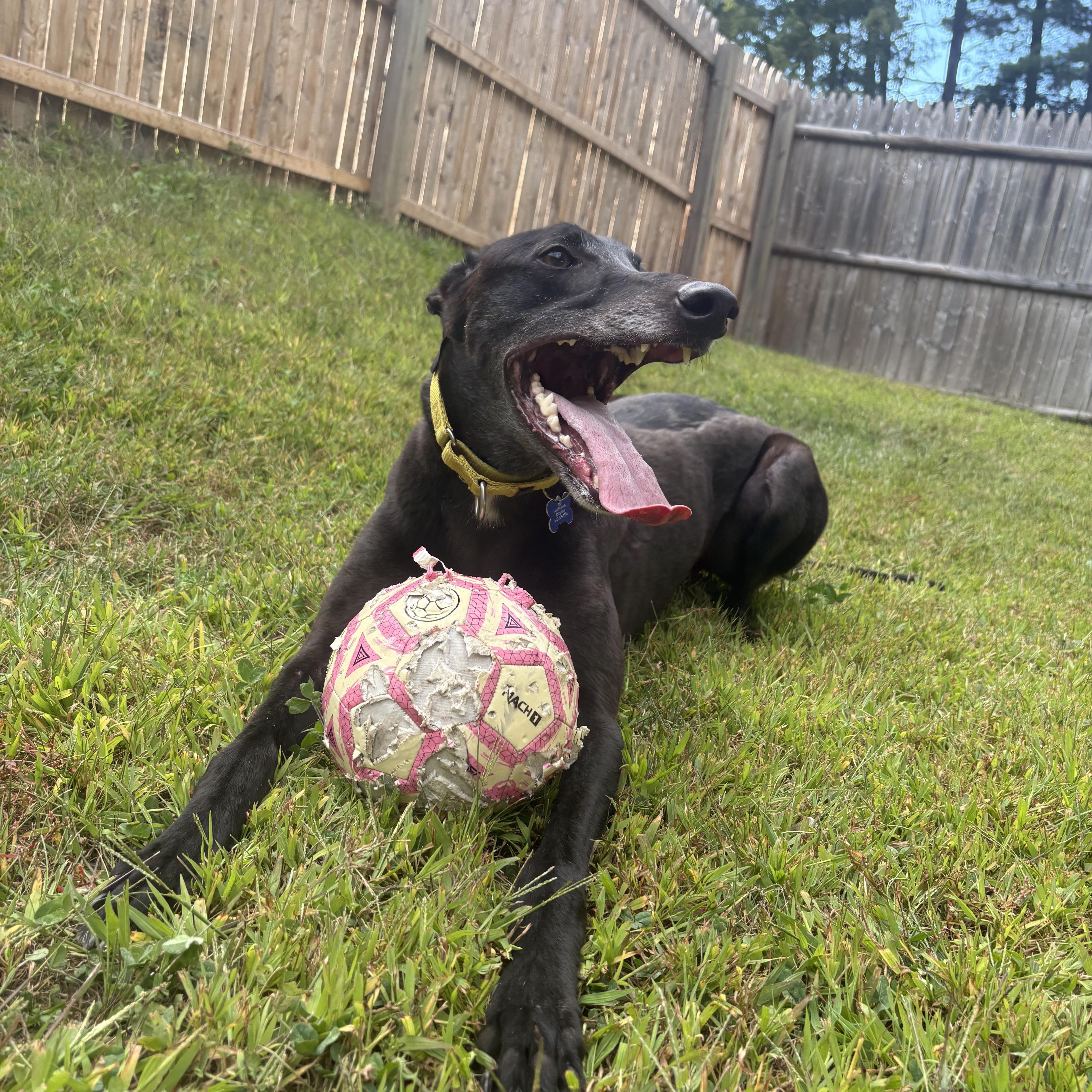 Enlarge Monkey, a Adoptable Greyhound in Swanzey, NH image 3/6