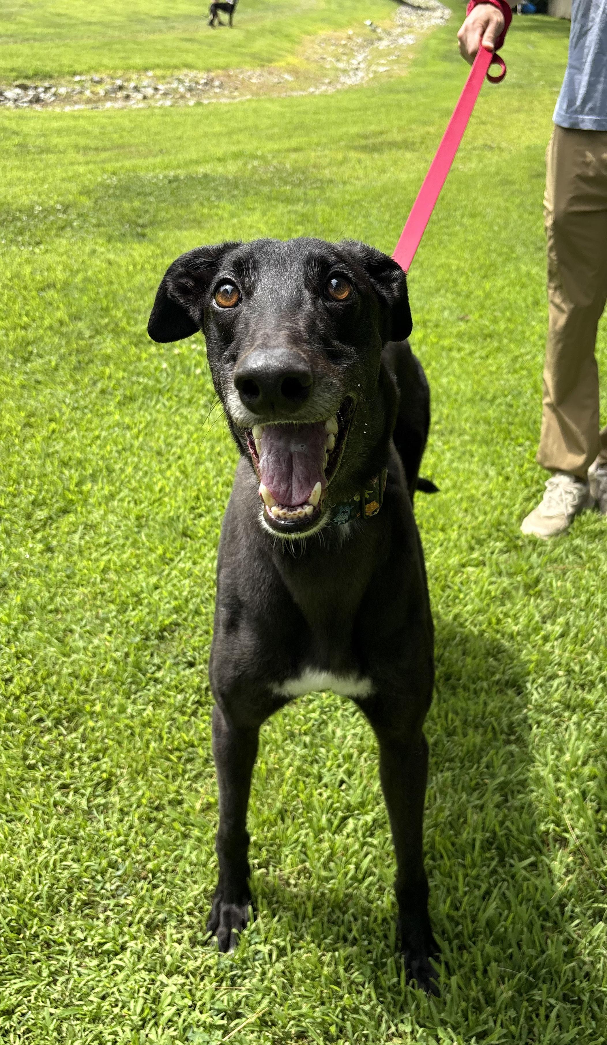 Monkey, Adoptable, Adult Male Greyhound.