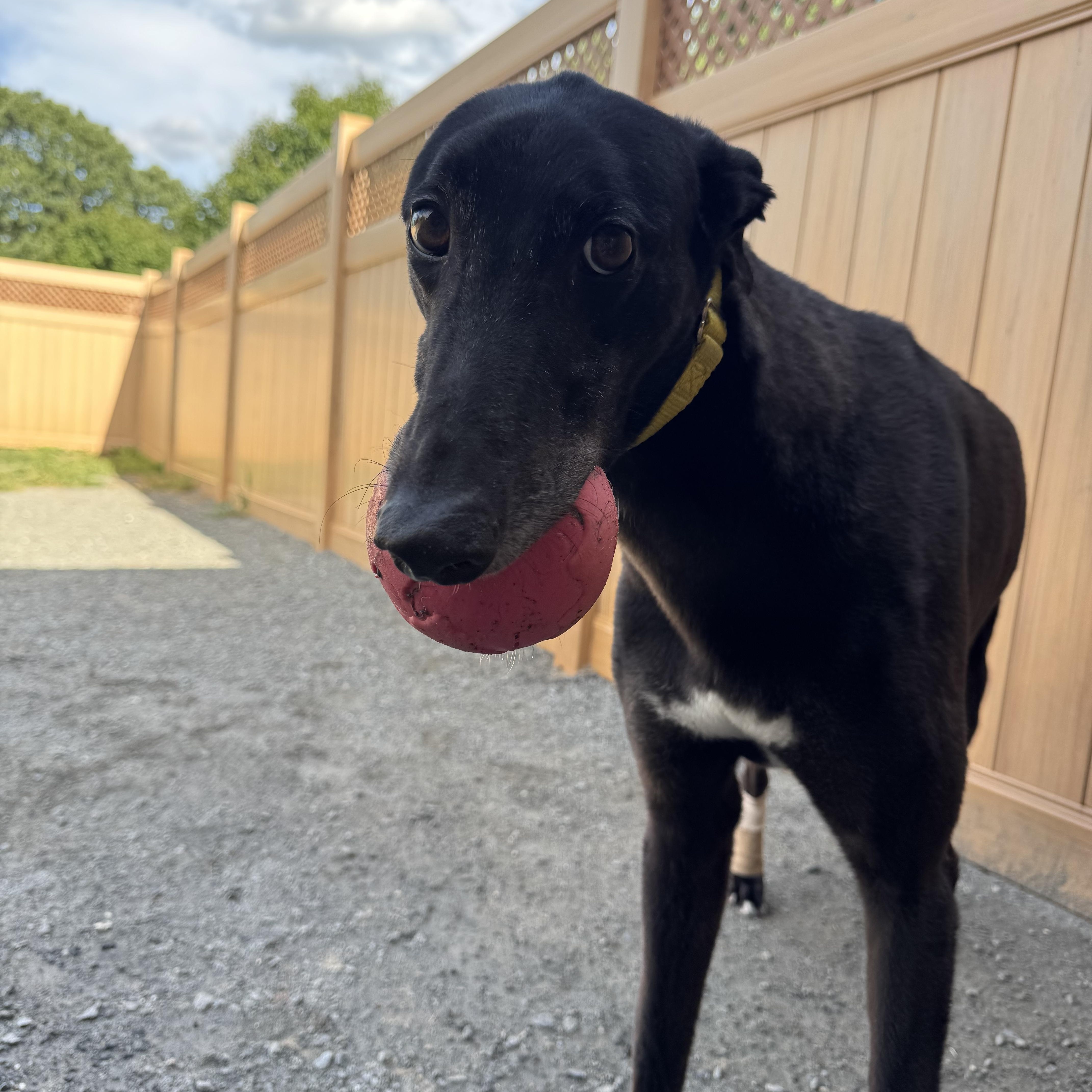 Monkey, Adoptable, Adult Male Greyhound.