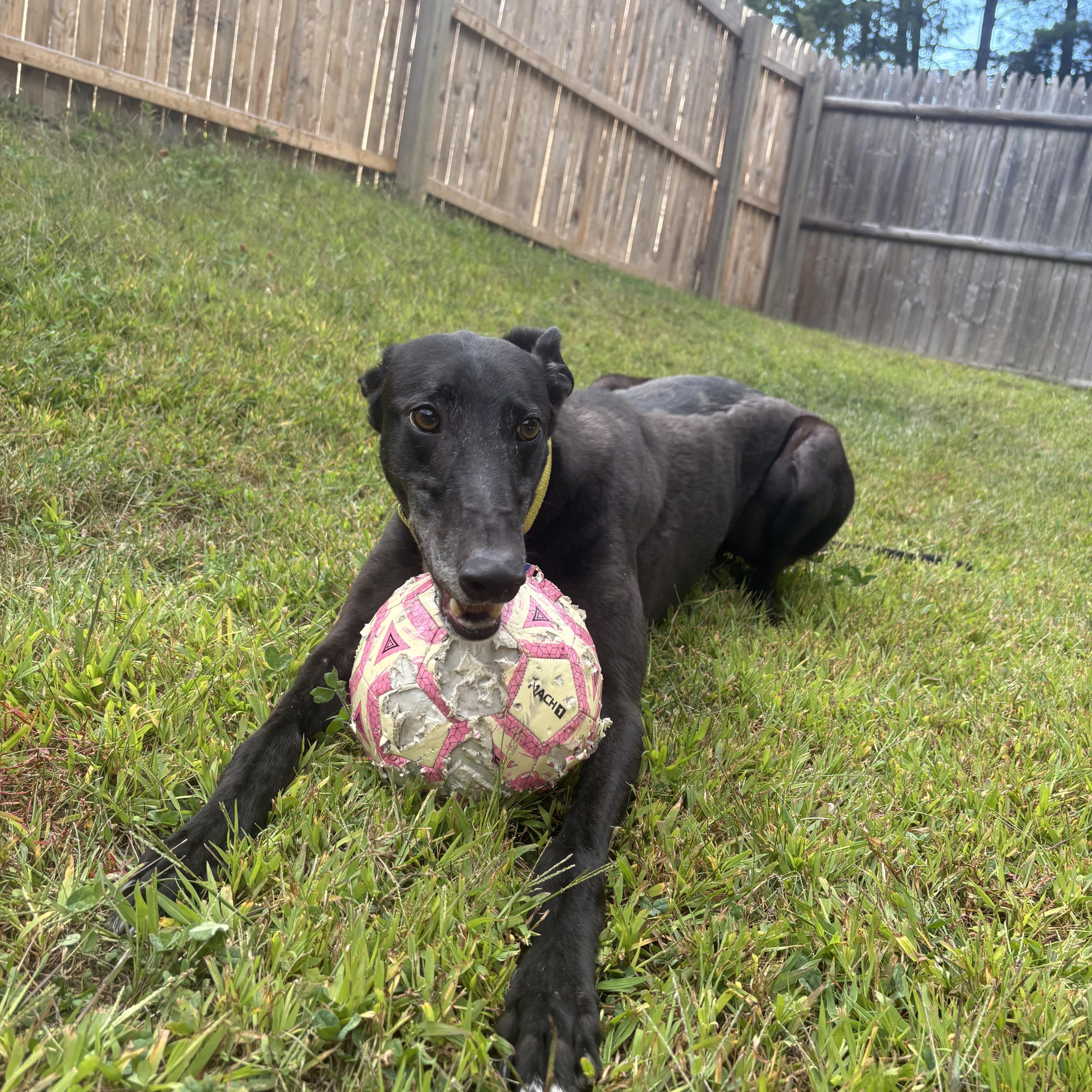 Enlarge Monkey, a Adoptable Greyhound in Swanzey, NH image 2/6