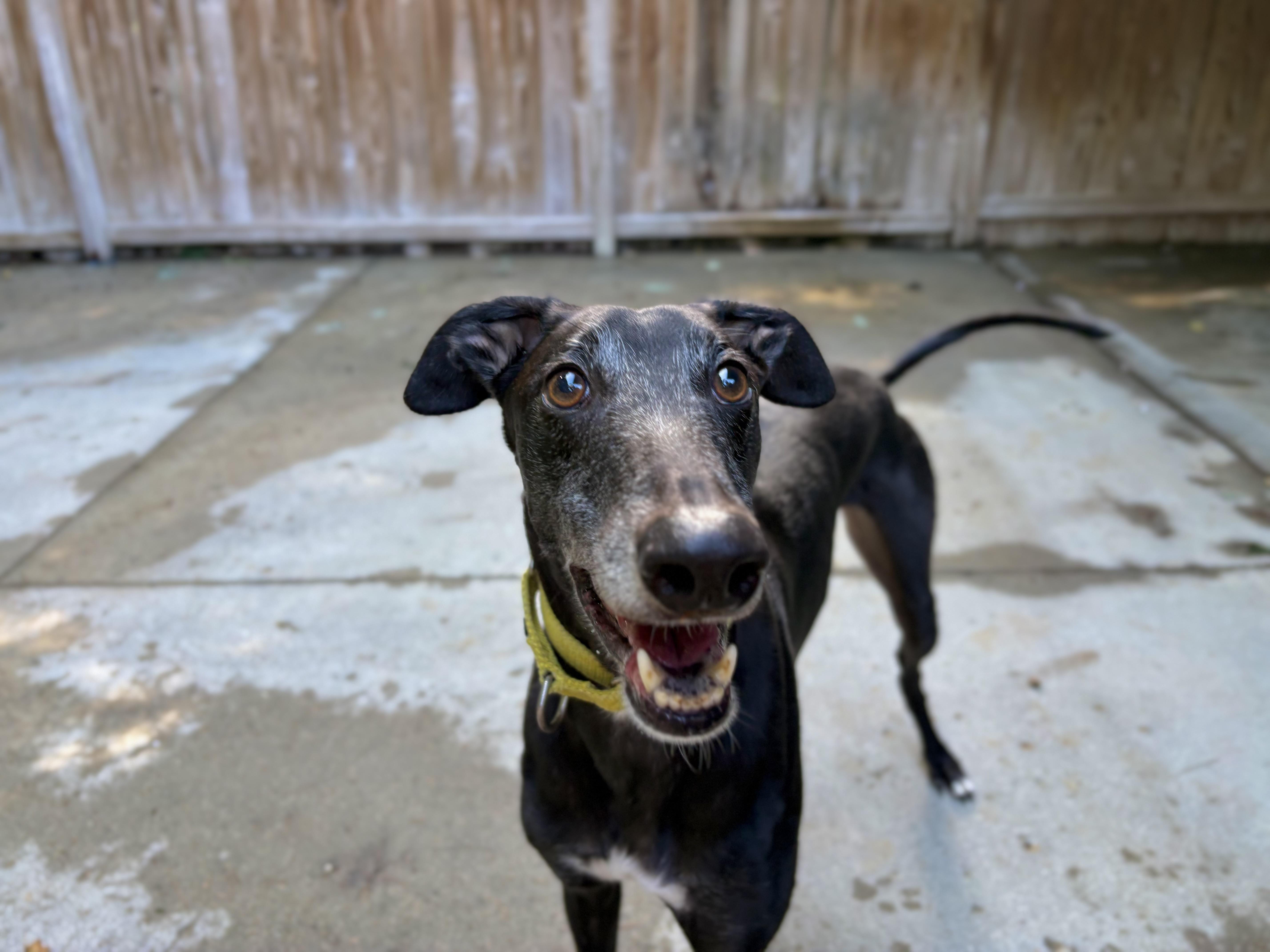Monkey, Adoptable, Adult Male Greyhound.
