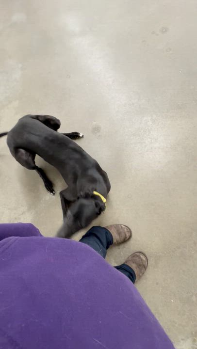 Enlarge Monkey, a Adoptable Greyhound in Swanzey, NH video 2/5
