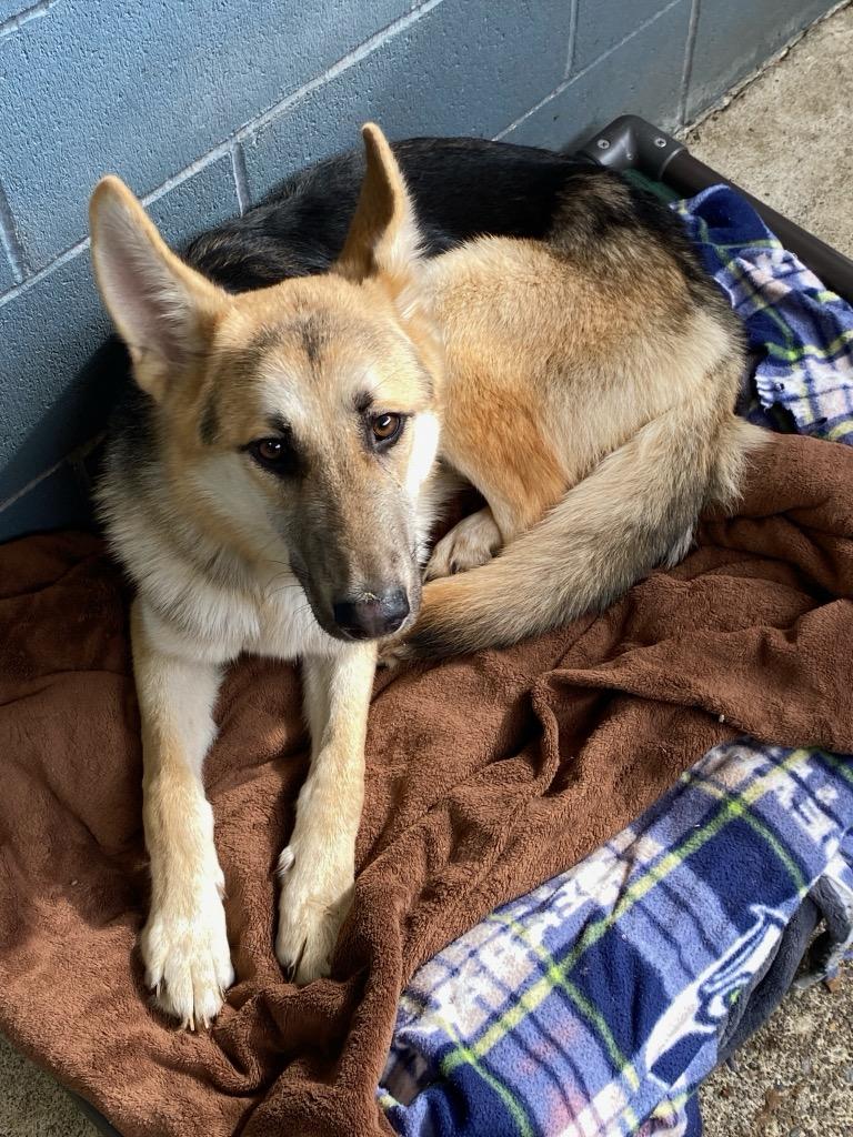 Enlarge Jinx, a Adoptable German Shepherd Dog in Shelton, WA image 1/3