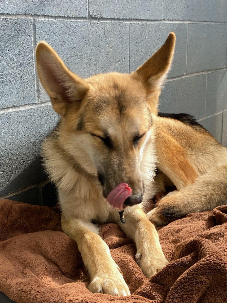 Enlarge Jinx, a Adoptable German Shepherd Dog in Shelton, WA image 2/3