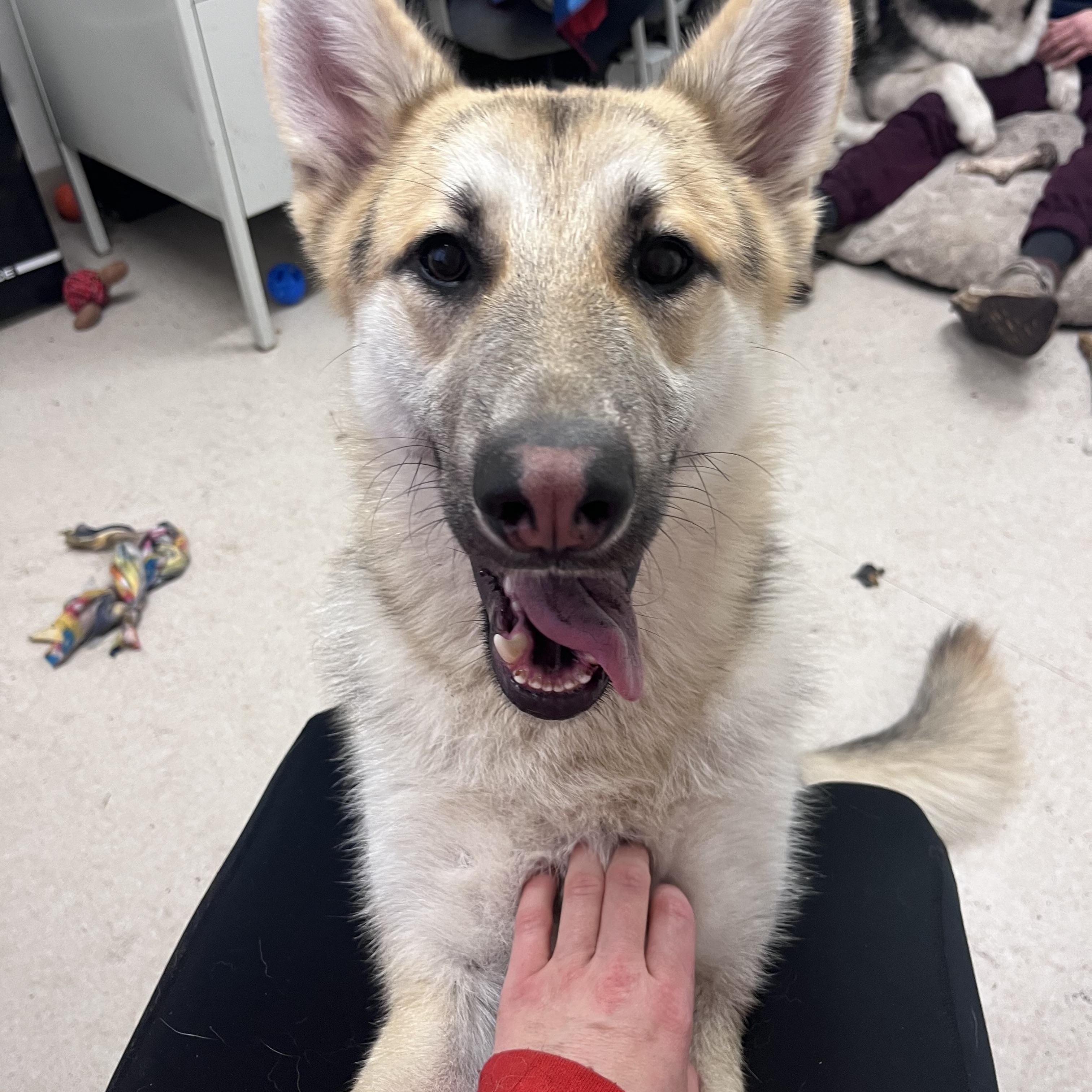 Jinx, an adopted German Shepherd Dog in Shelton, WA image 1/5