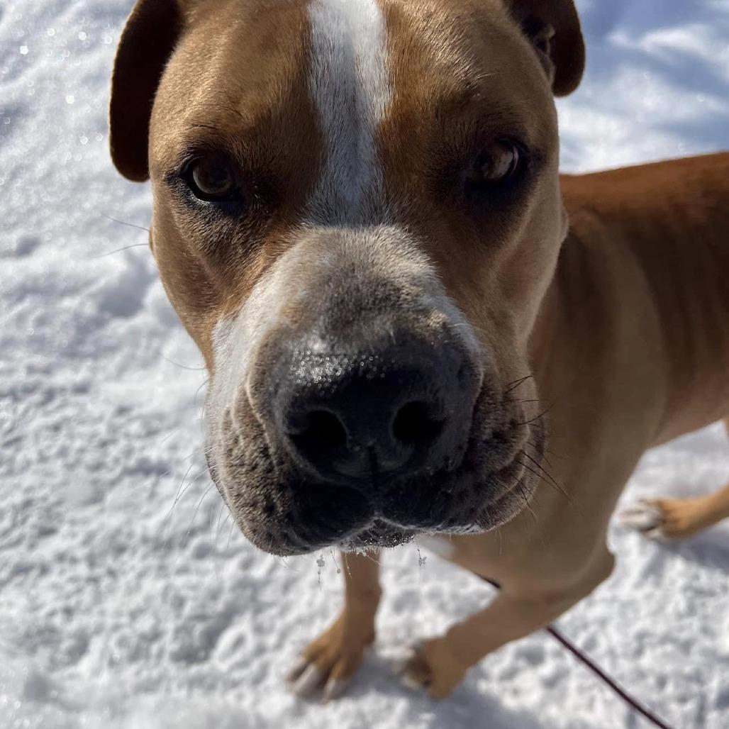 Daisy, Adoptable, Adult Female Boxer.