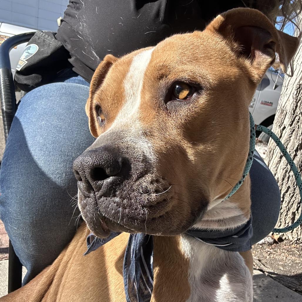 Enlarge Daisy, a Adoptable mixed breed in Kim, CO image 2/3