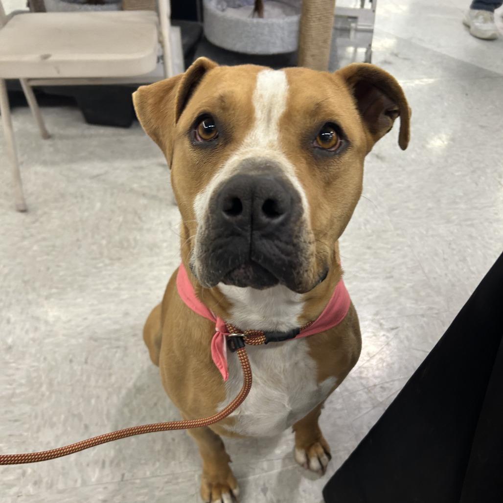 Enlarge Daisy, a Adoptable mixed breed in Kim, CO image 2/5