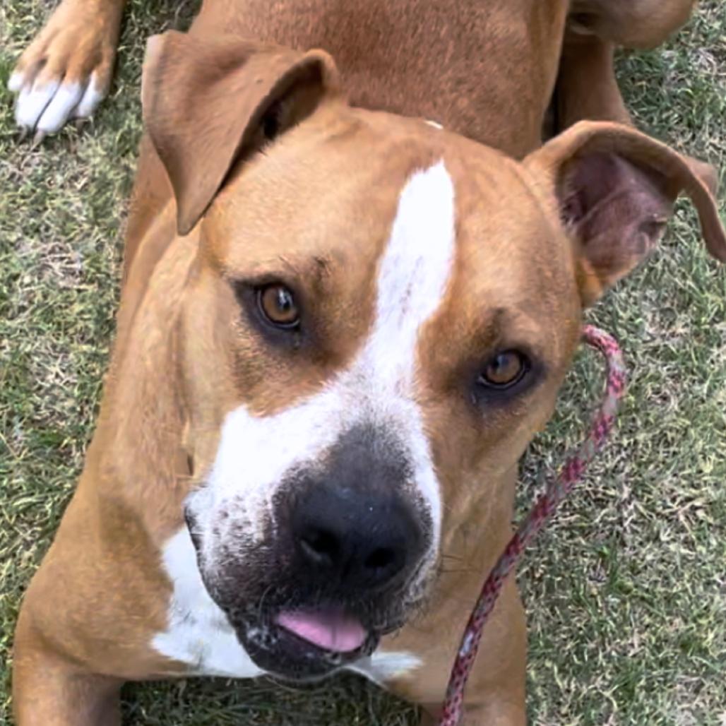 Enlarge Daisy, a Adoptable mixed breed in Kim, CO image 3/3