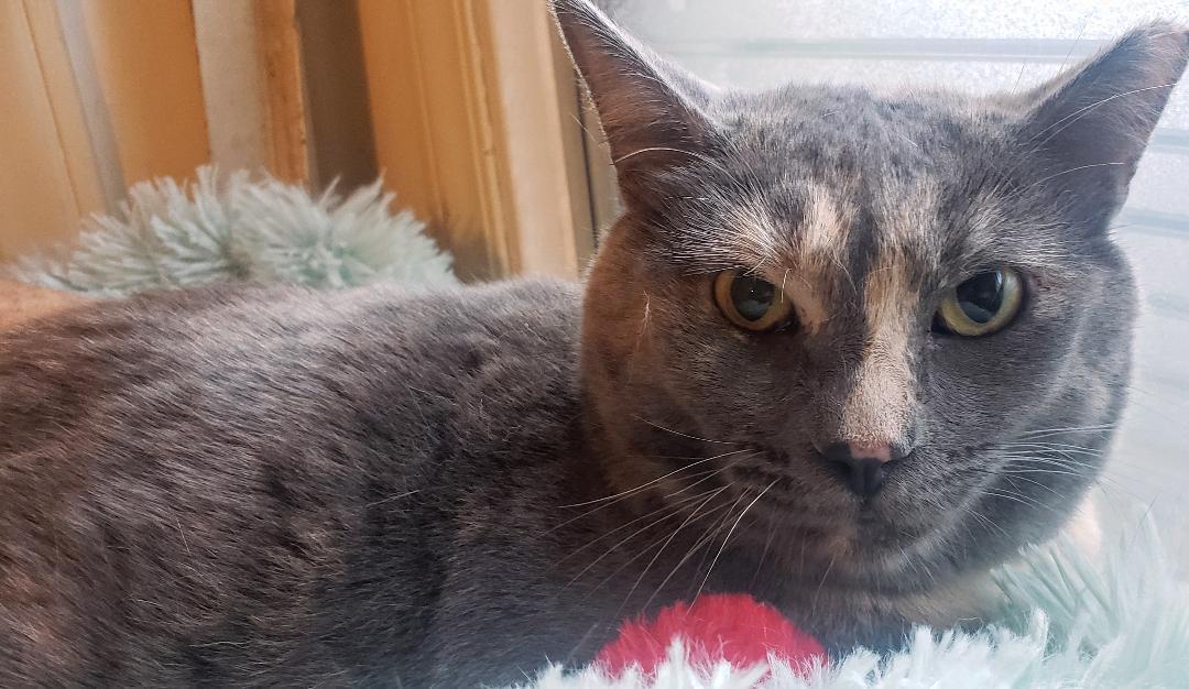 Padilla (Courtesy Post), Adoptable, Adult Female Domestic Short Hair & Dilute Tortoiseshell.