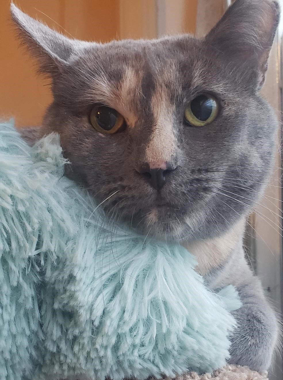 Enlarge Padilla (Courtesy Post), a Adoptable mixed breed in San Jose, CA image 2/3