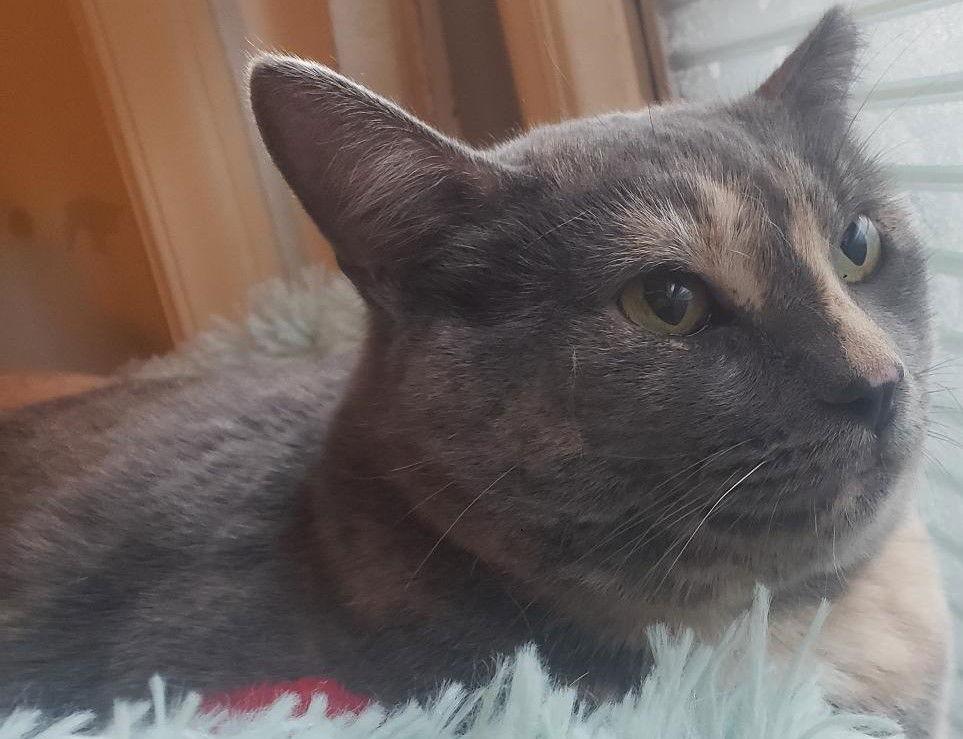 Enlarge Padilla (Courtesy Post), a Adoptable mixed breed in San Jose, CA image 3/3