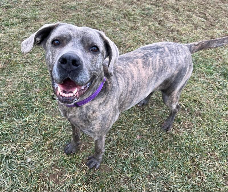 Enlarge Tulip, a Adoptable mixed breed in Belmont, NY image 2/5