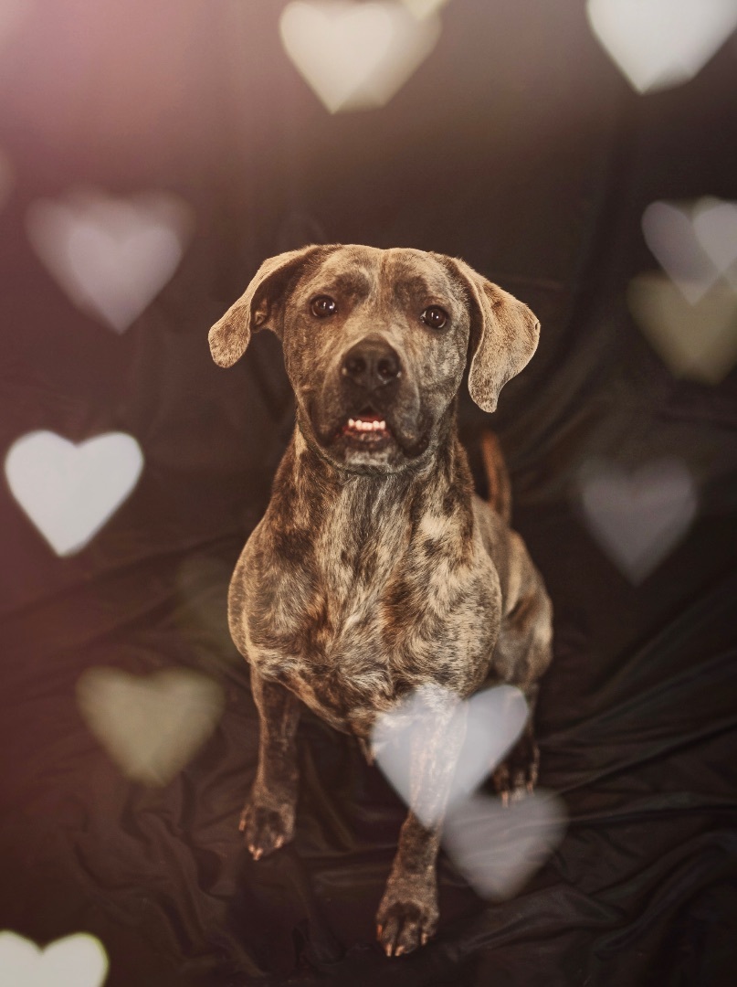 Enlarge Tulip, a Adoptable mixed breed in Belmont, NY image 9/11