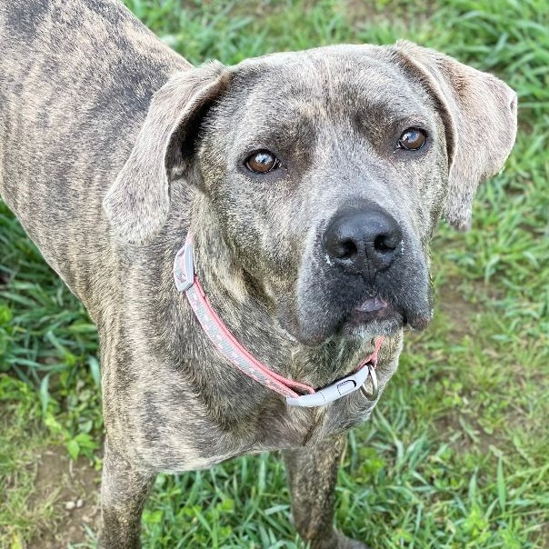 Enlarge Tulip, a Adoptable mixed breed in Belmont, NY image 4/4