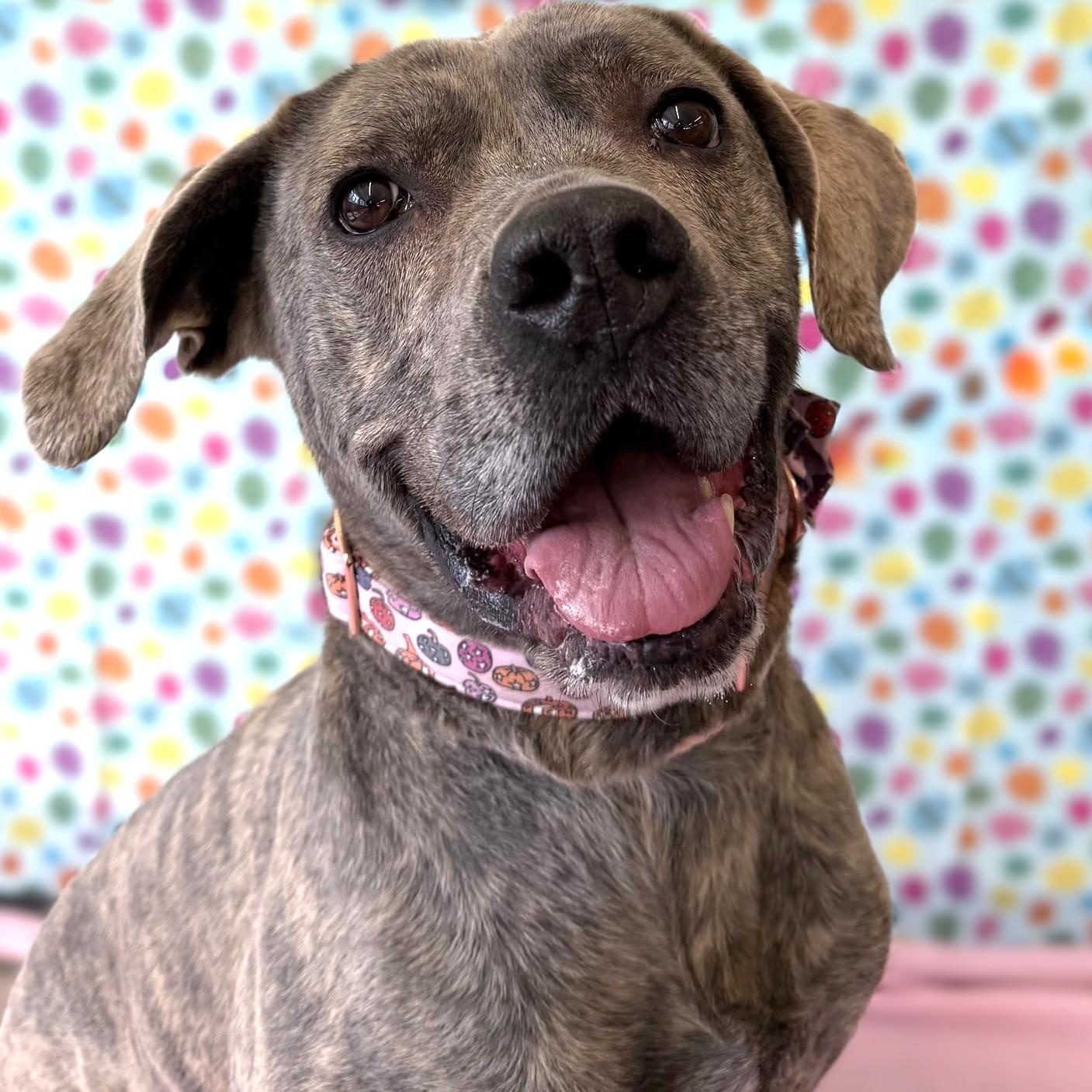 Tulip, Adoptable, Puppy Female Mastiff & Mixed Breed.