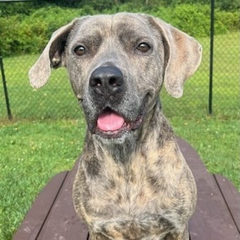 Tulip, Adoptable, Puppy Female Mastiff & Mixed Breed.