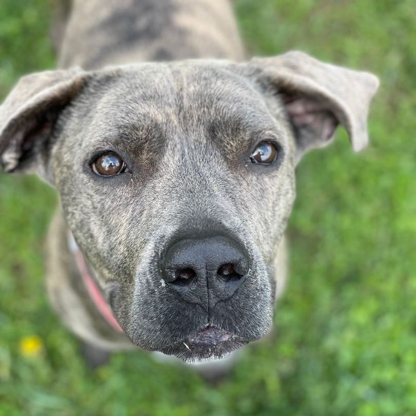 Enlarge Tulip, a Adoptable mixed breed in Belmont, NY image 3/4