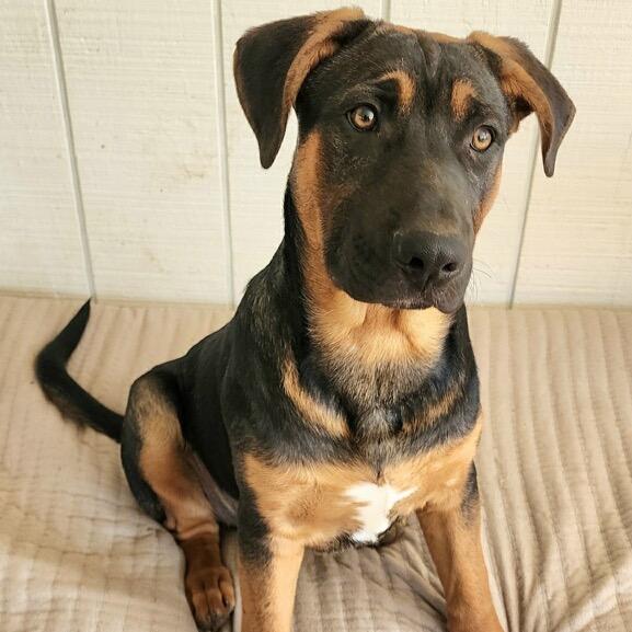 Joey, Adoptable, Puppy Male German Shepherd Dog & English Bulldog.
