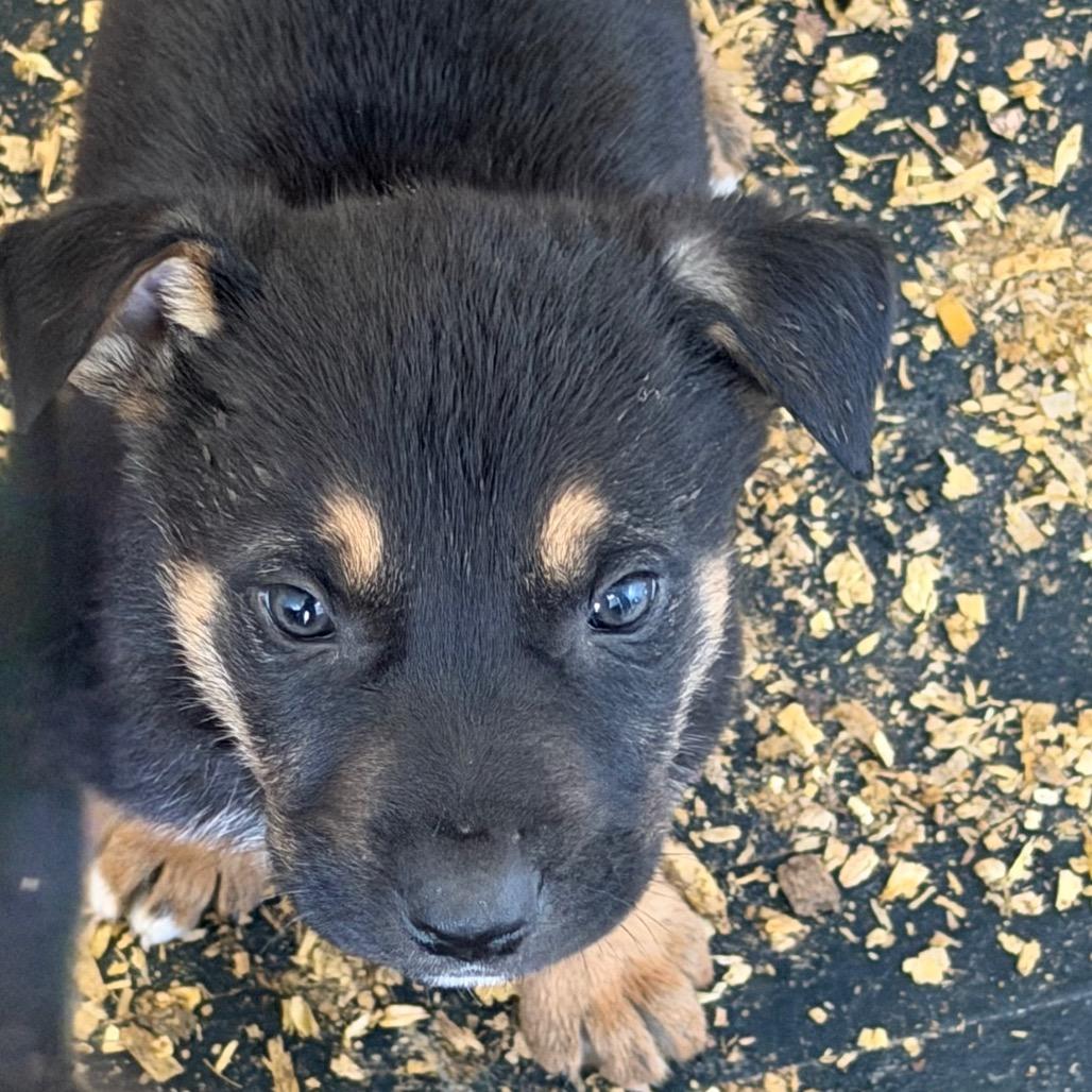 Enlarge Joey, a Adoptable mixed breed in Duck River, TN image 2/2