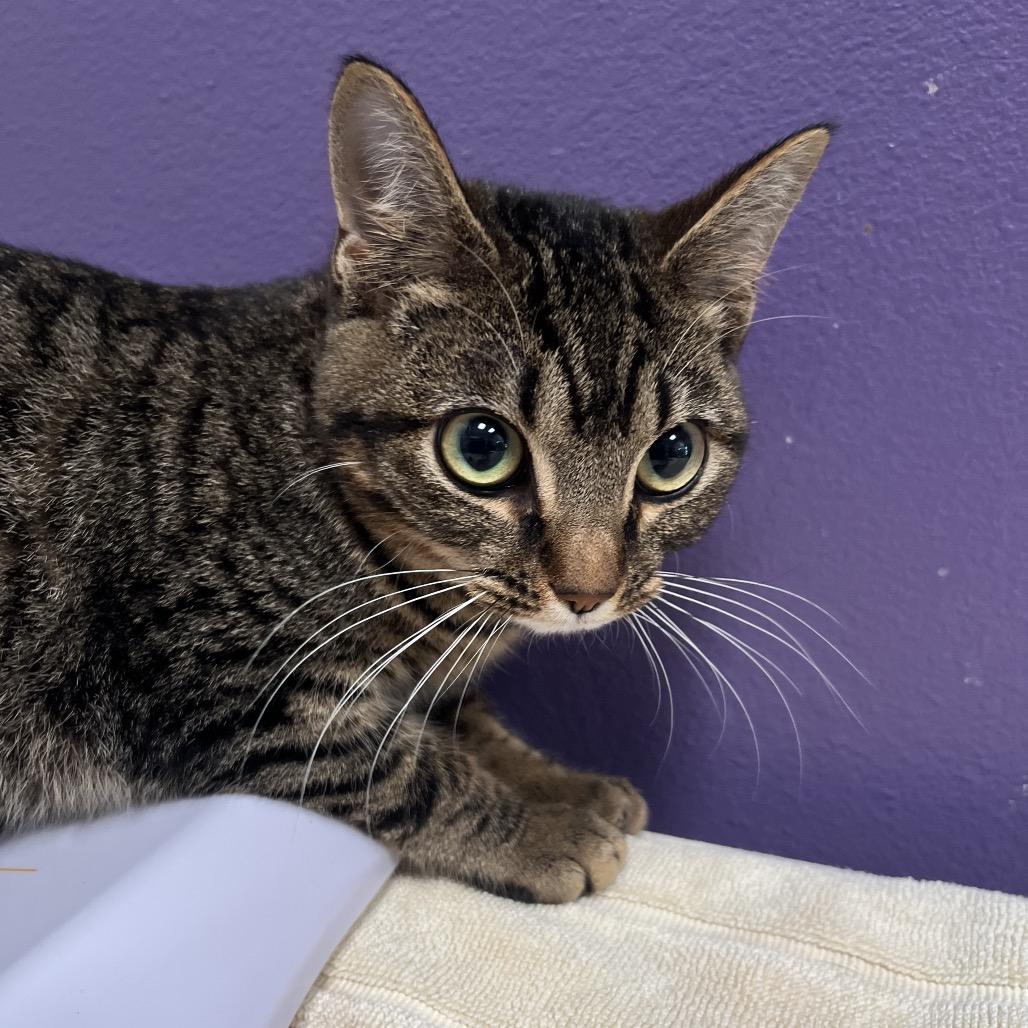 Ronnie, Adoptable, Young Male Domestic Short Hair.