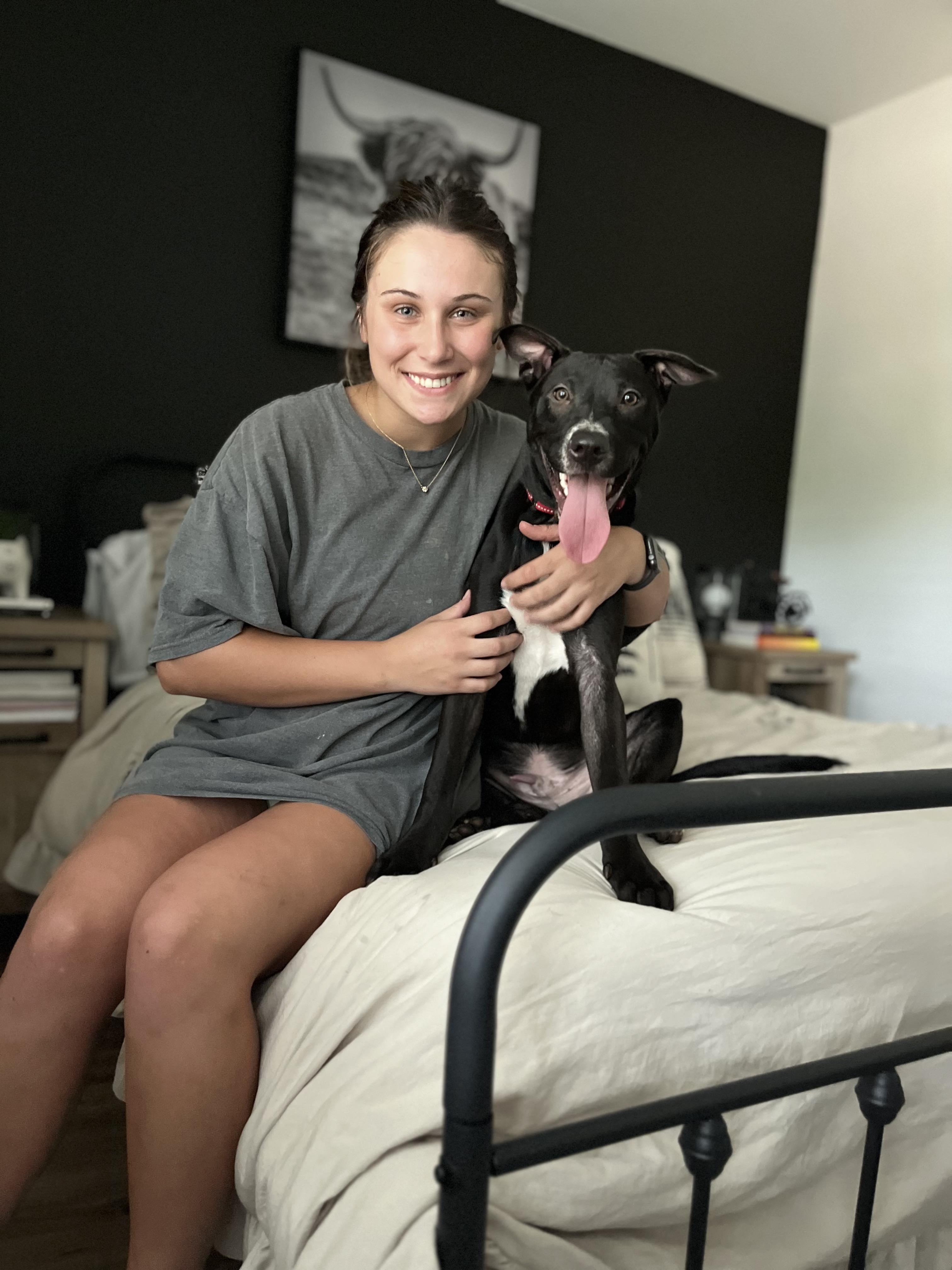 Pretzel, Adoptable, Adult Male American Staffordshire Terrier & Shepherd.